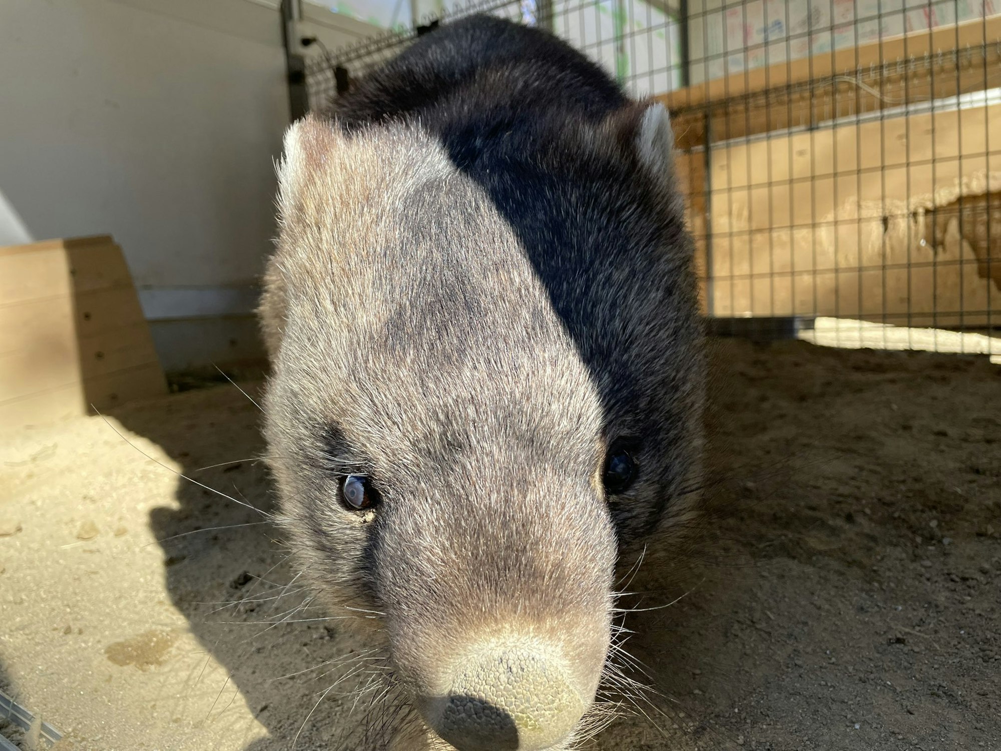 ワインとユキの、まるで夫婦な関係