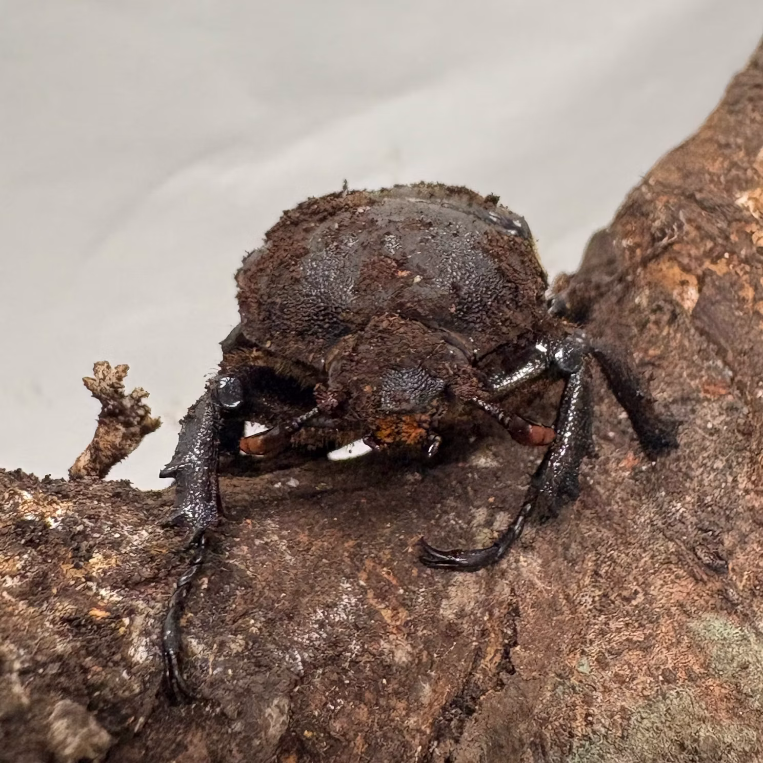 カブトムシたちをご紹介！