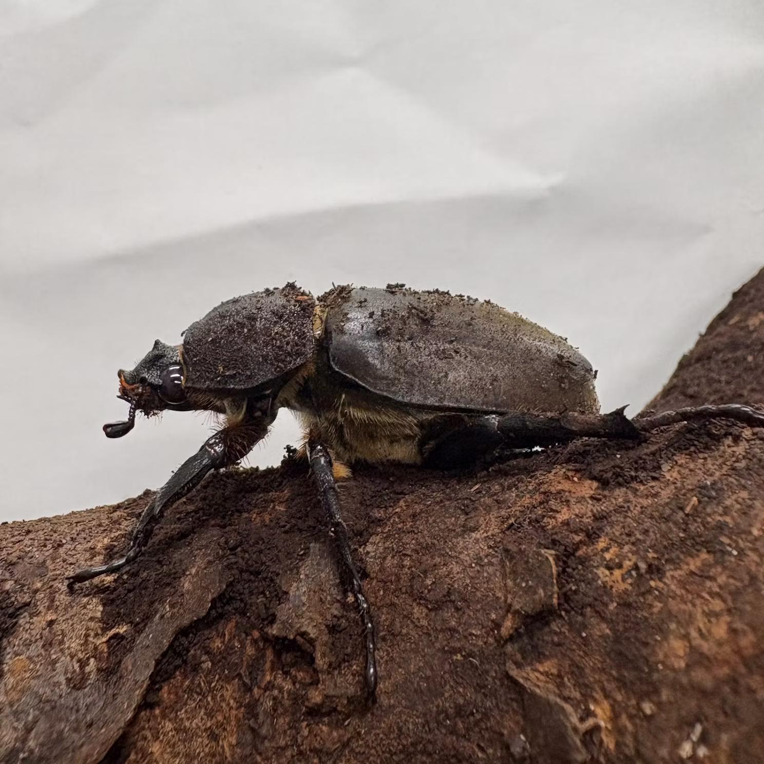 カブトムシたちをご紹介！
