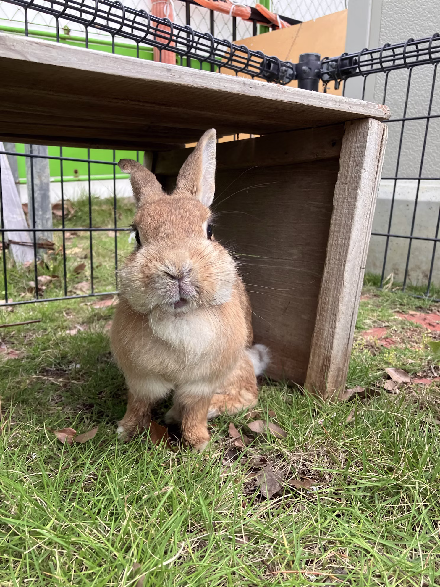 【訃報】クッキーありがとう