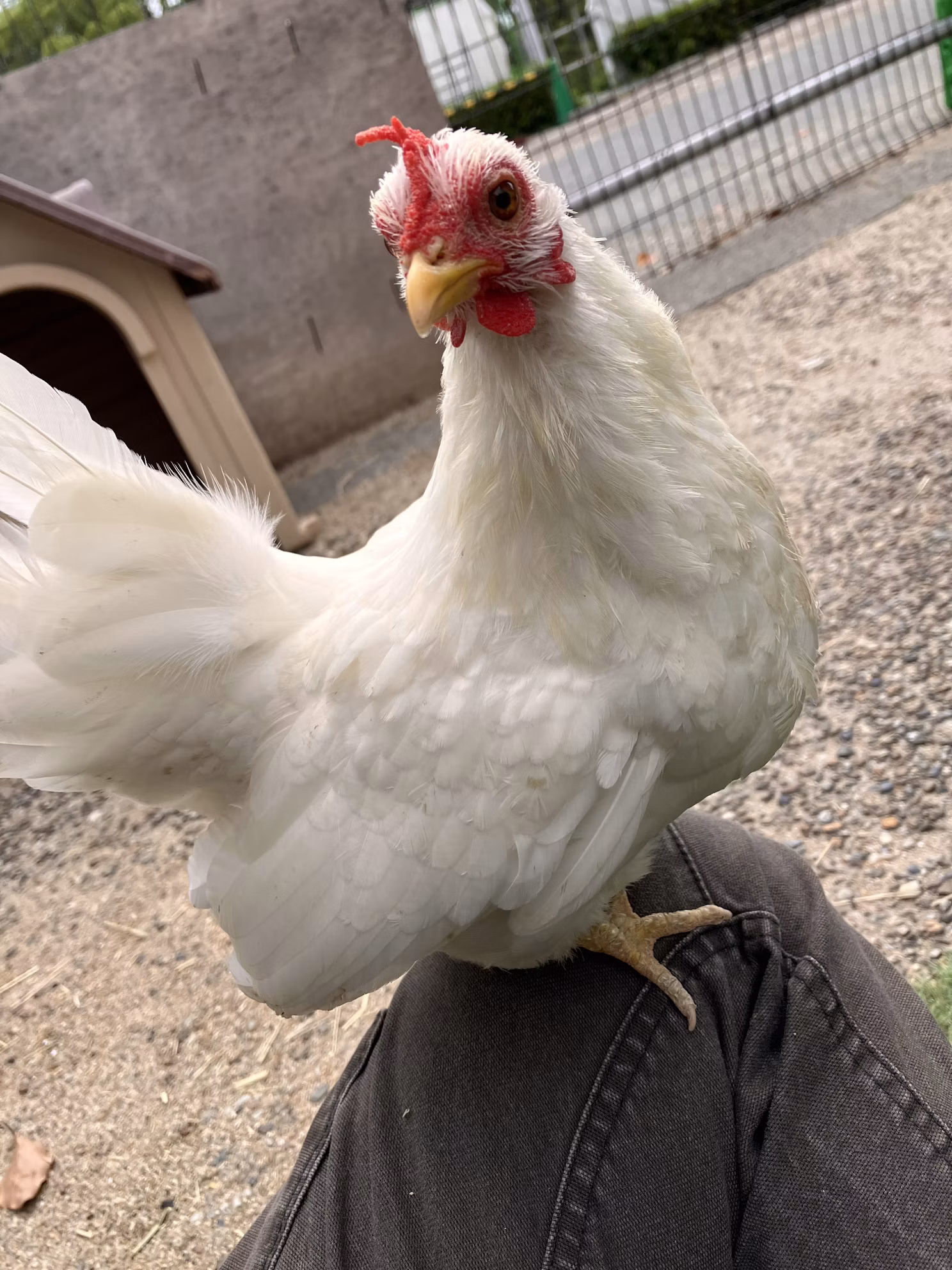 かんさつ広場のおばちゃんたち