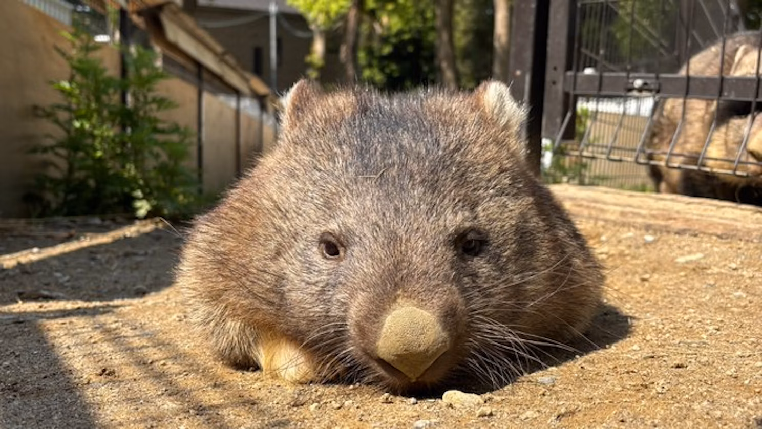 ワインとユキの、まるで夫婦な関係