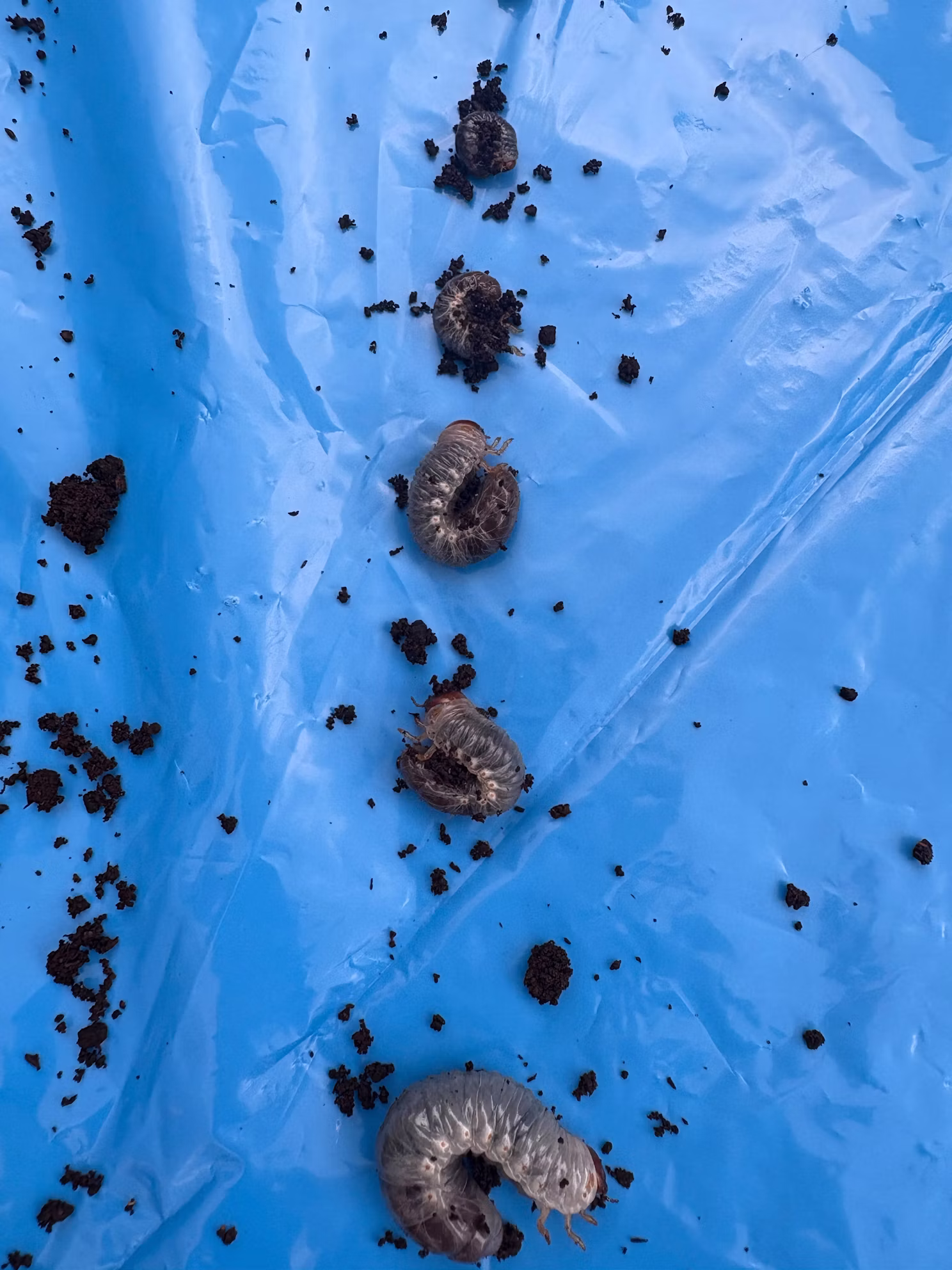 カブトムシたちをご紹介！