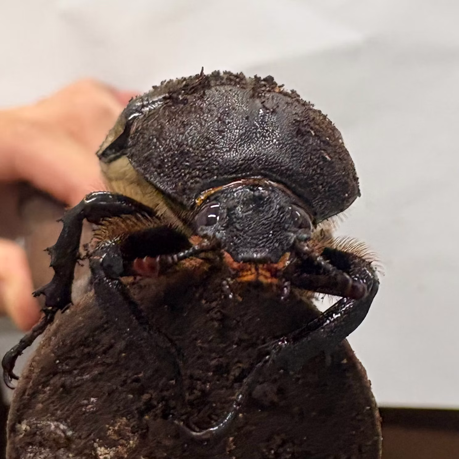 カブトムシたちをご紹介！