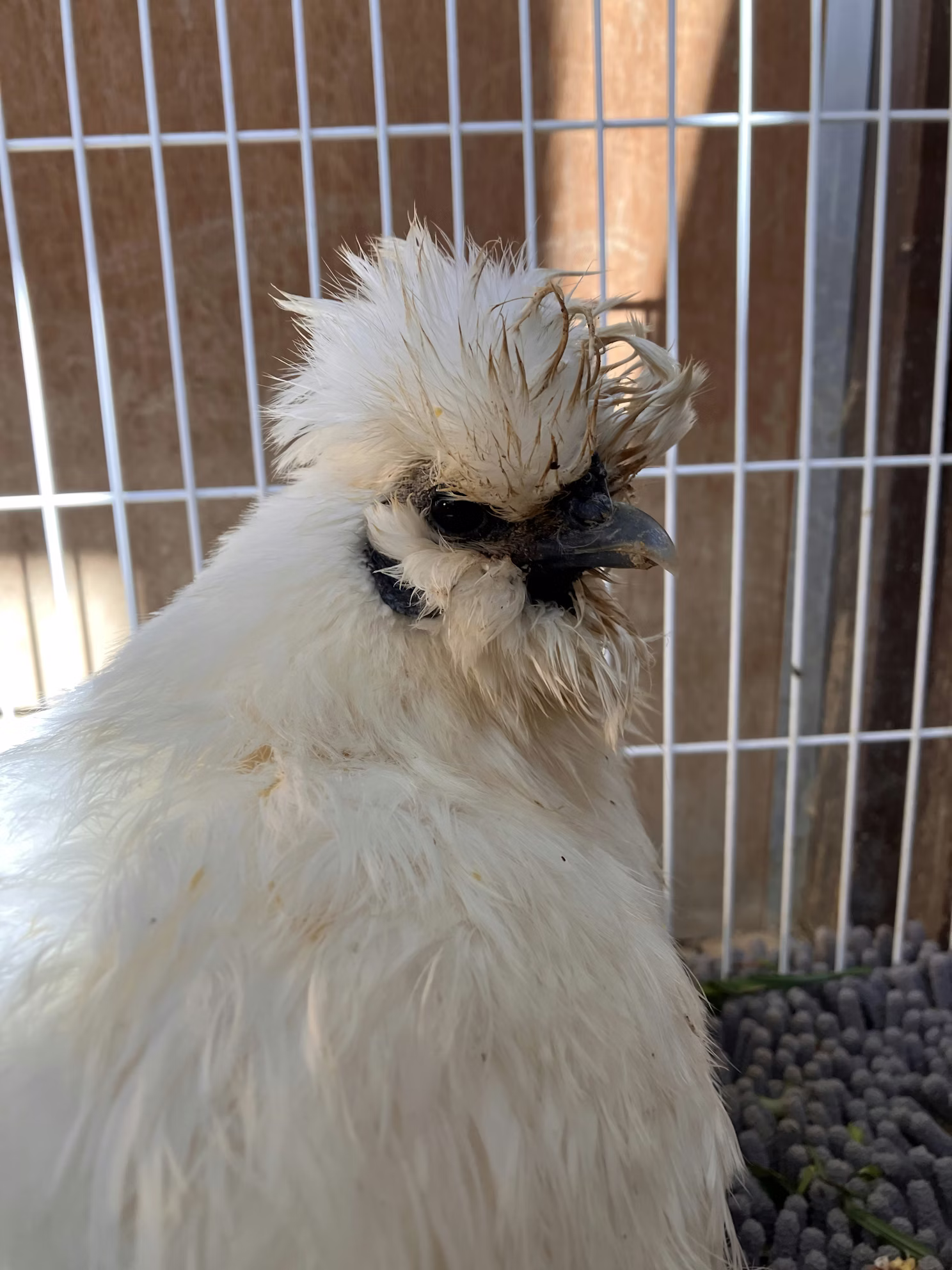 チャメちゃんありがとう