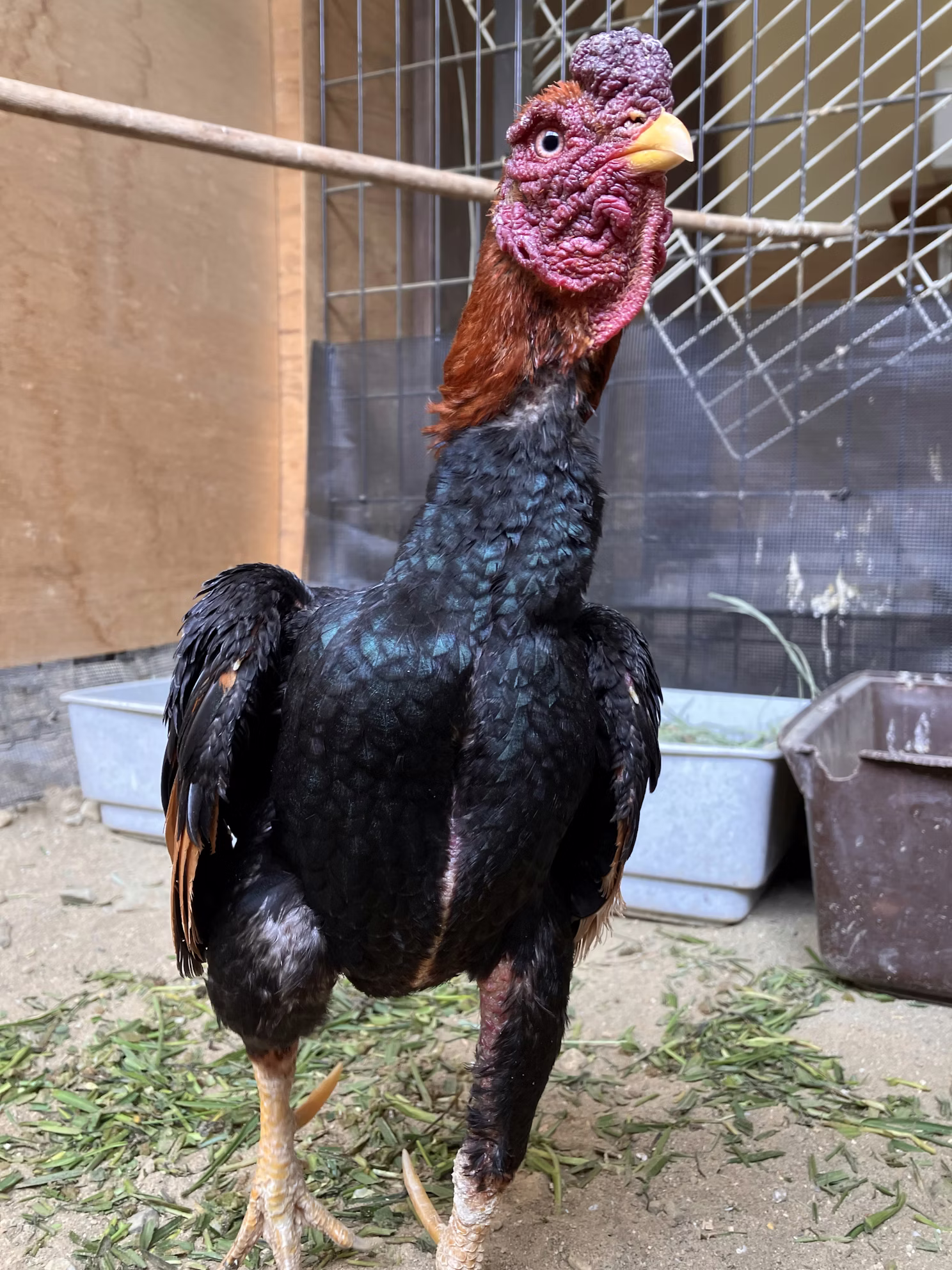 ニワトリの日！！