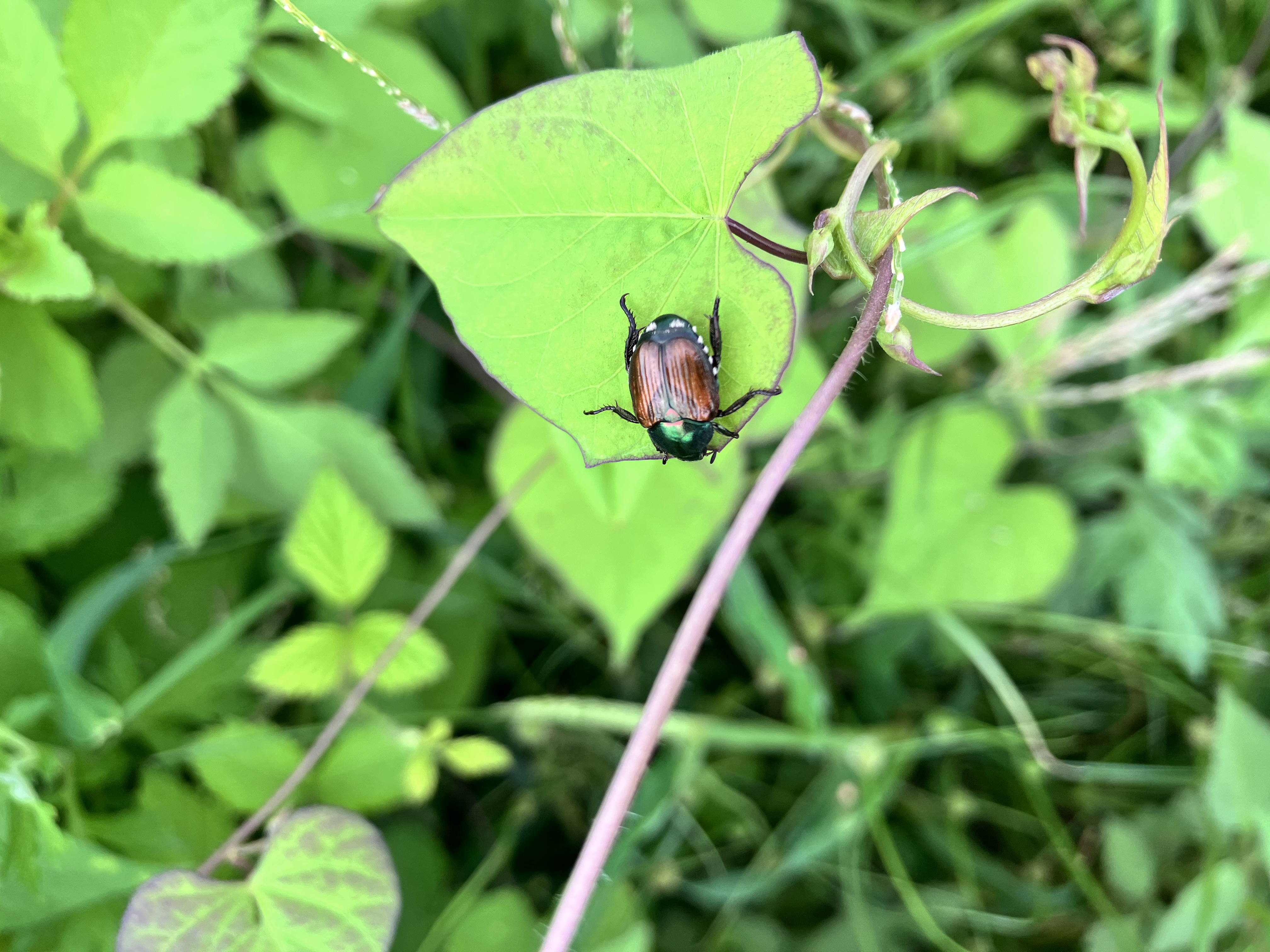 猪名川流域生態調査②