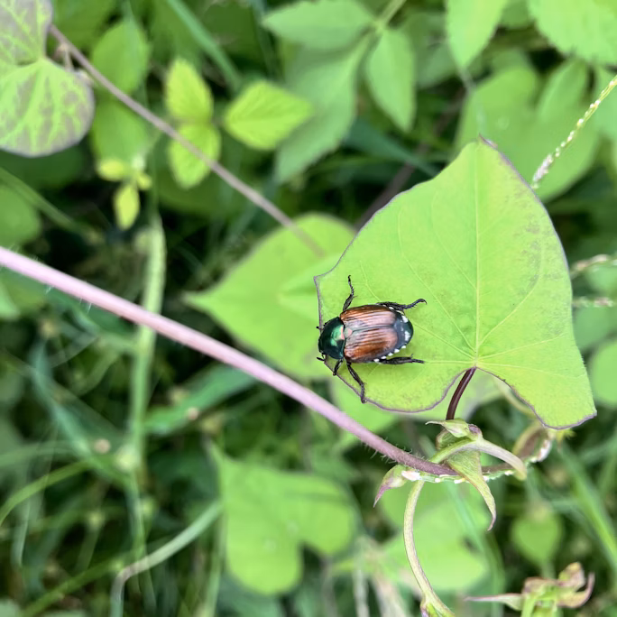 猪名川流域生態調査②