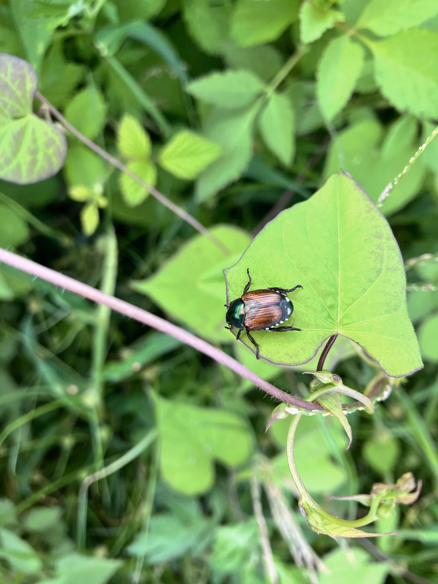 猪名川流域生態調査②