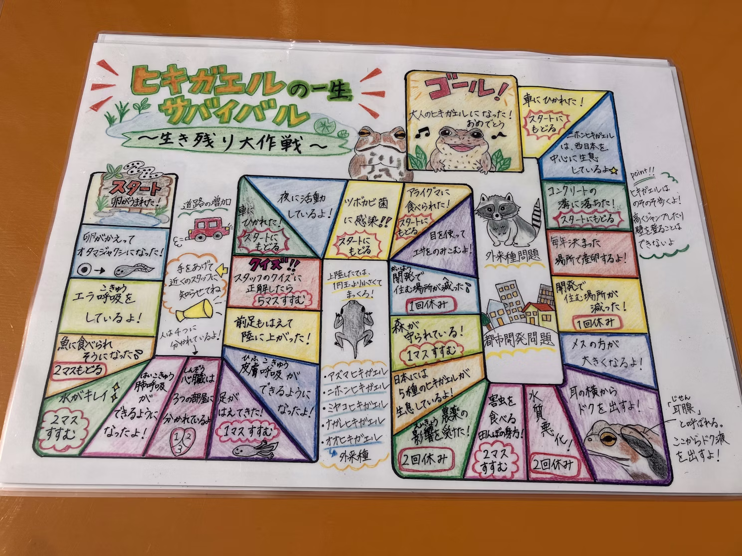 ヒキガエルの一生サバイバル！