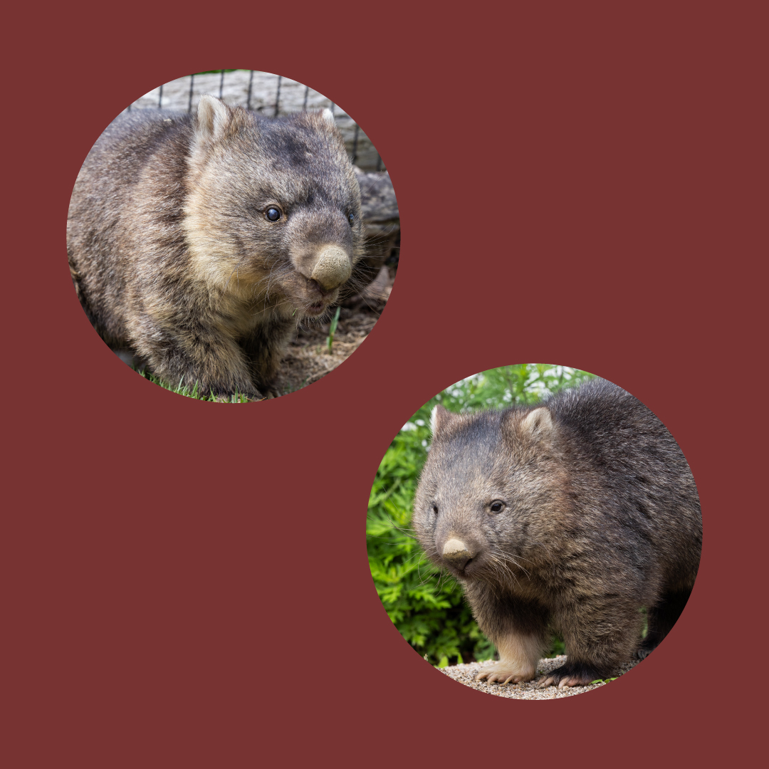 ワインとユキの、まるで夫婦な関係