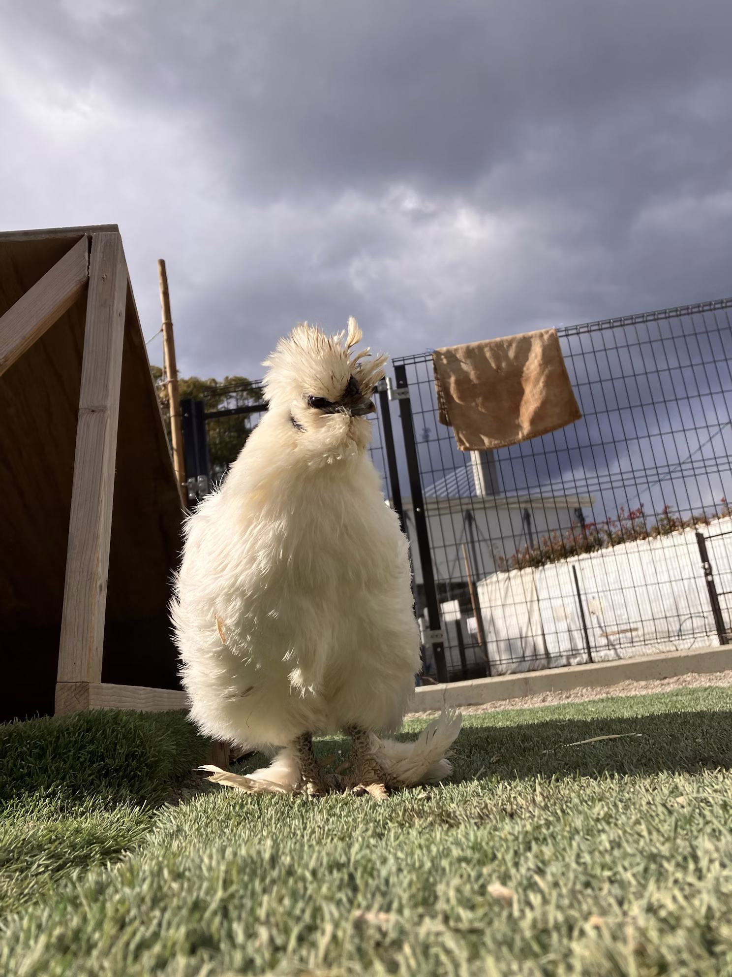 ニワトリのチャメちゃん