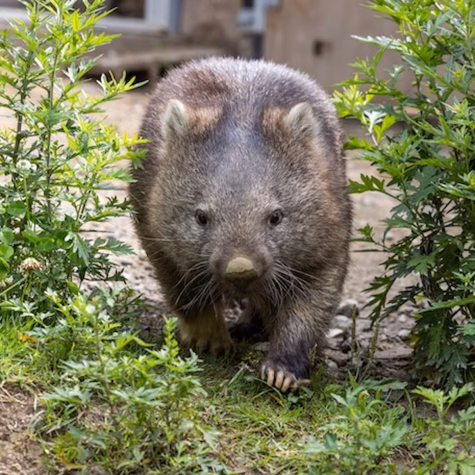 ウォンバットってどんな動物?噂の真相を研究者に聞いてみた!