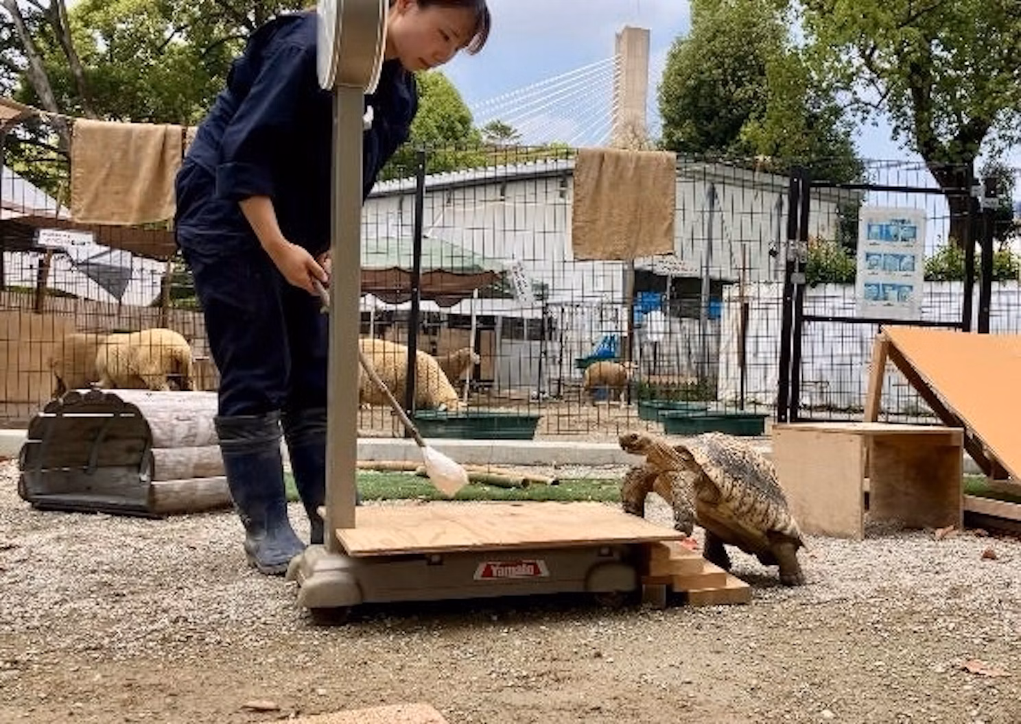 バズバンダリートレーニングの現場から〜ヒョウモンガメの体重測定は自分で乗る時代！？