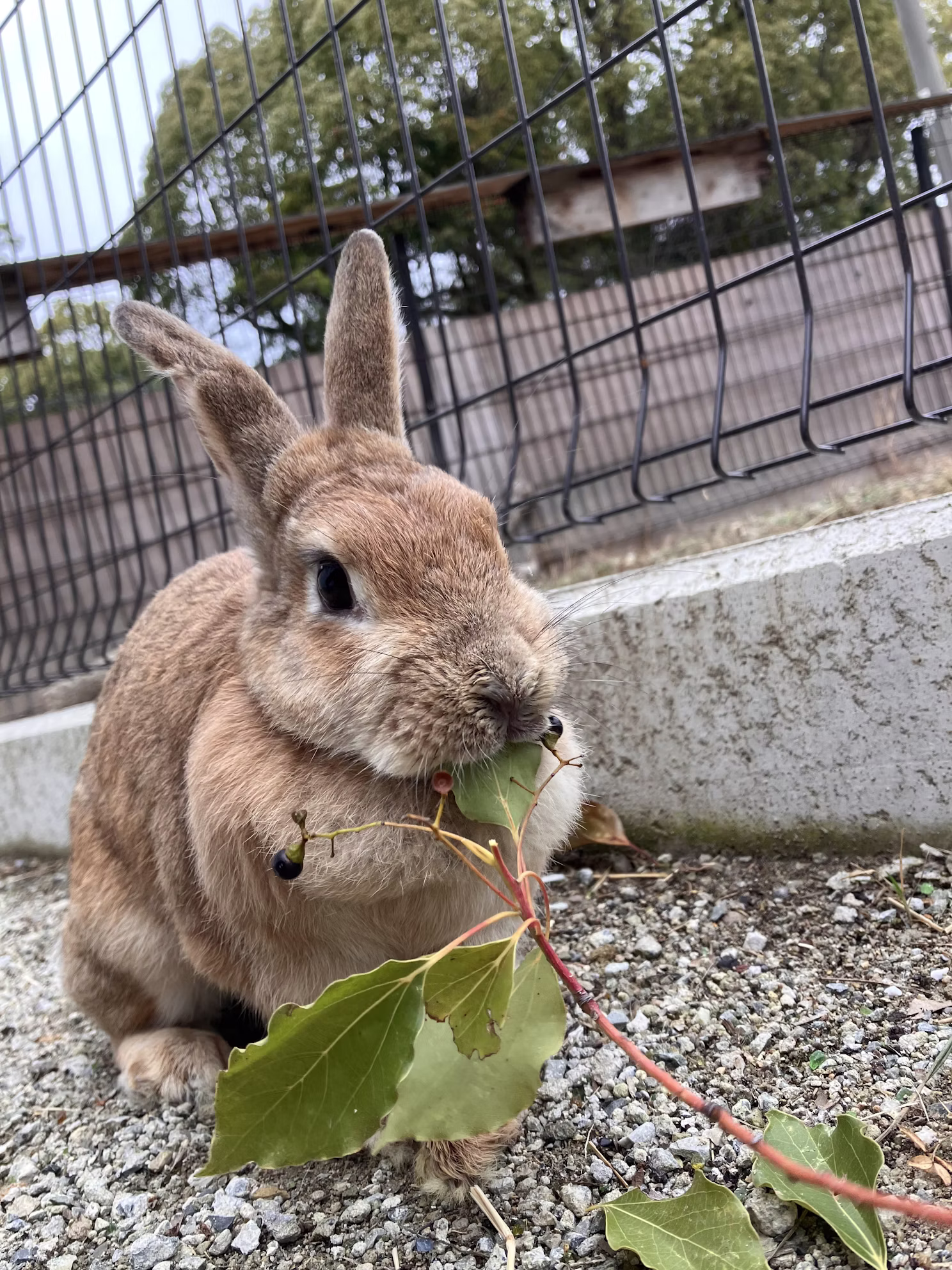 【訃報】クッキーありがとう