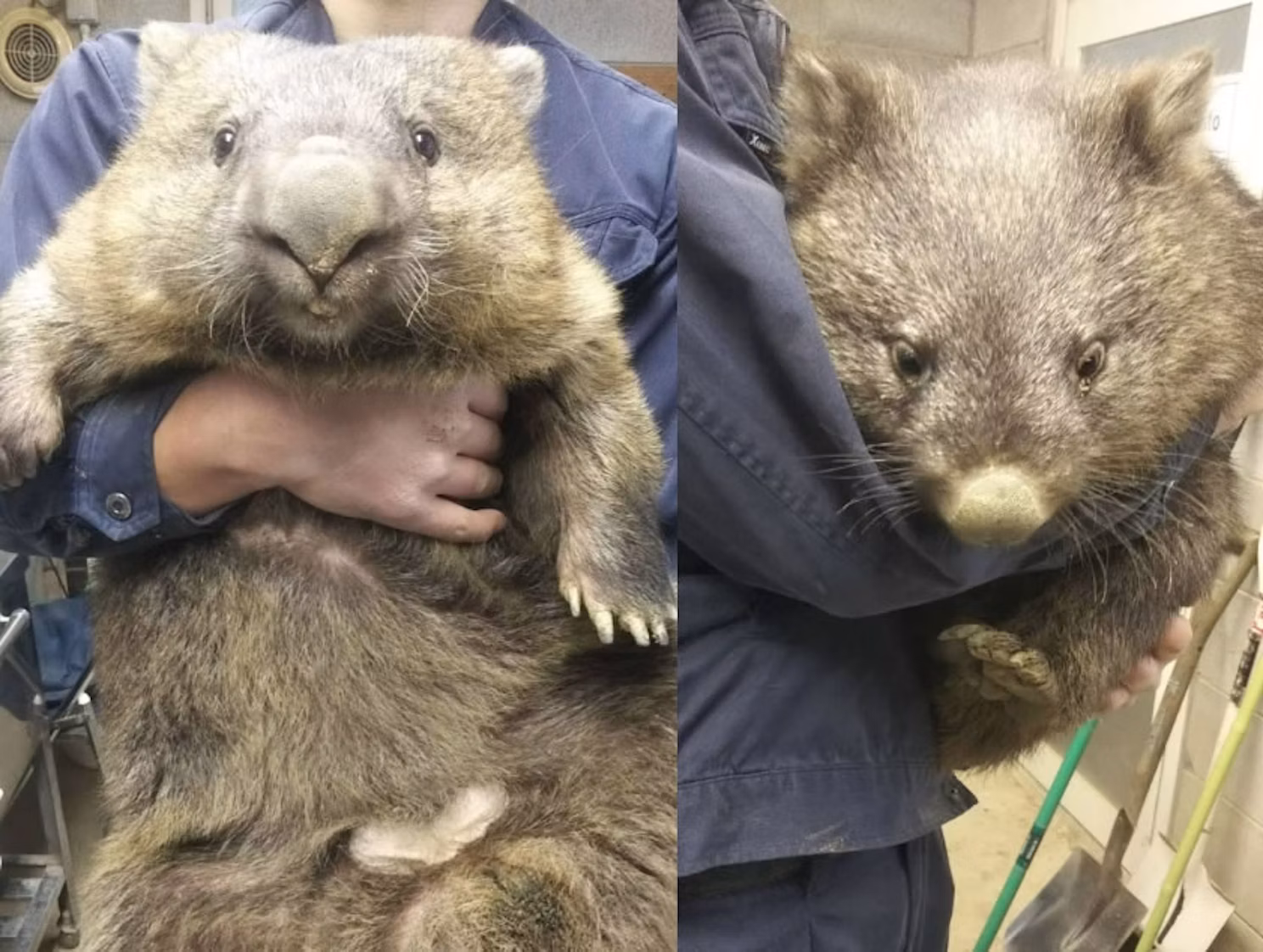 ウォンバットってどんな動物？噂の真相を研究者に聞いてみた！