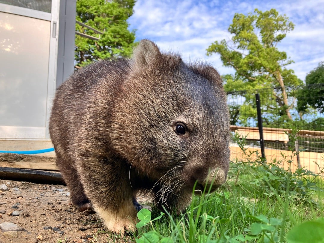 環境エンリッチメントの現場から〜ウォンバット・行動観察編