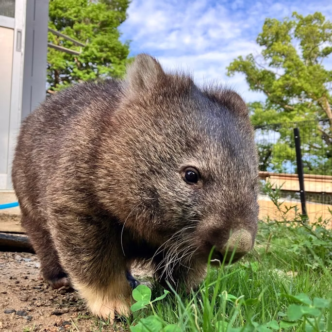 環境エンリッチメントの現場から〜ウォンバット・行動観察編