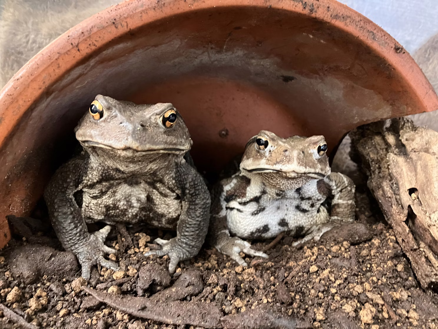 ヒキガエルの一生サバイバル！