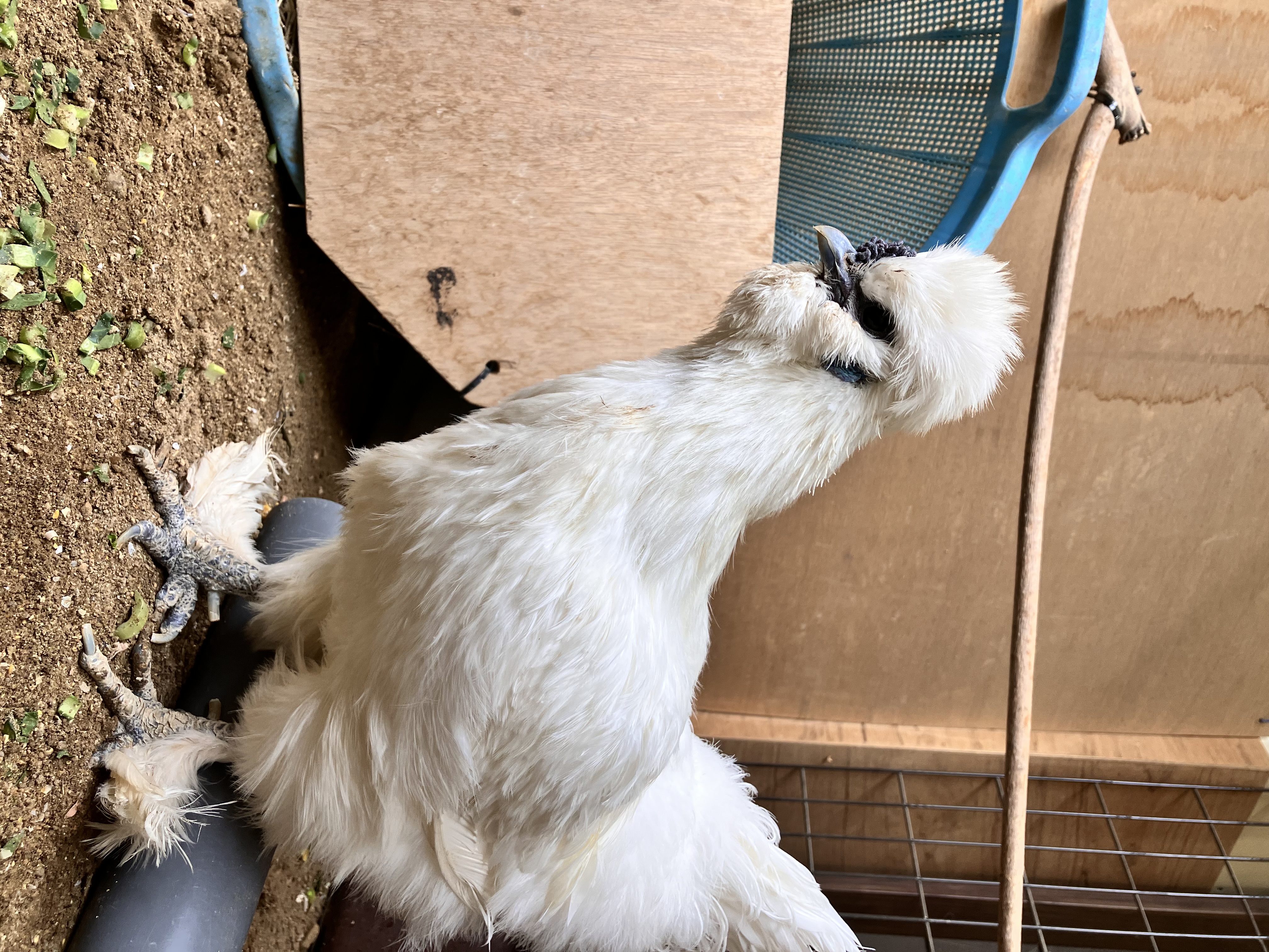 チャメちゃんありがとう