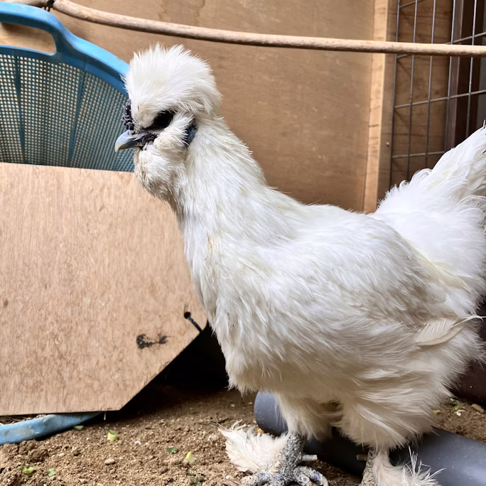 チャメちゃんありがとう