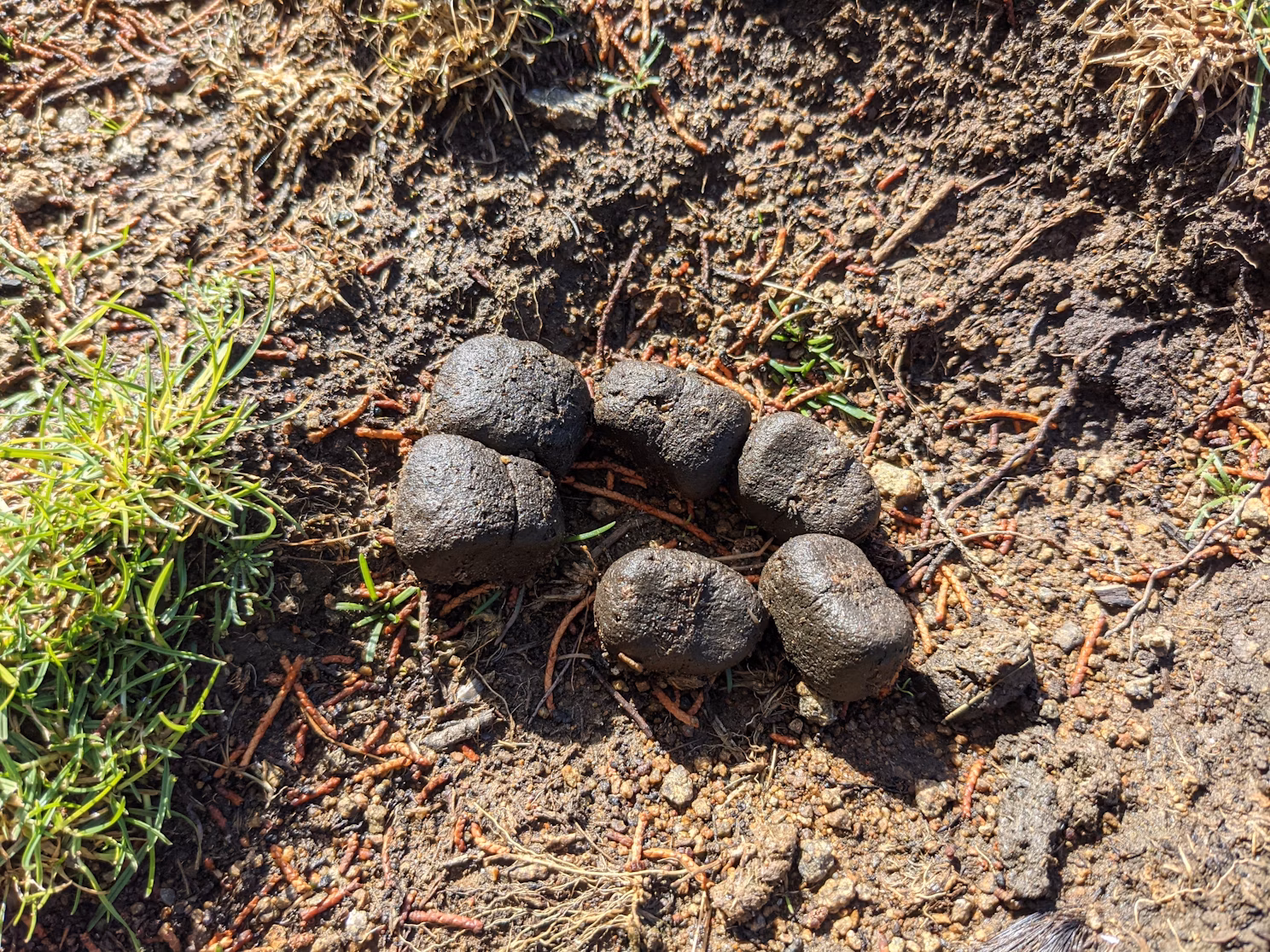 ウォンバットってどんな動物？噂の真相を研究者に聞いてみた！