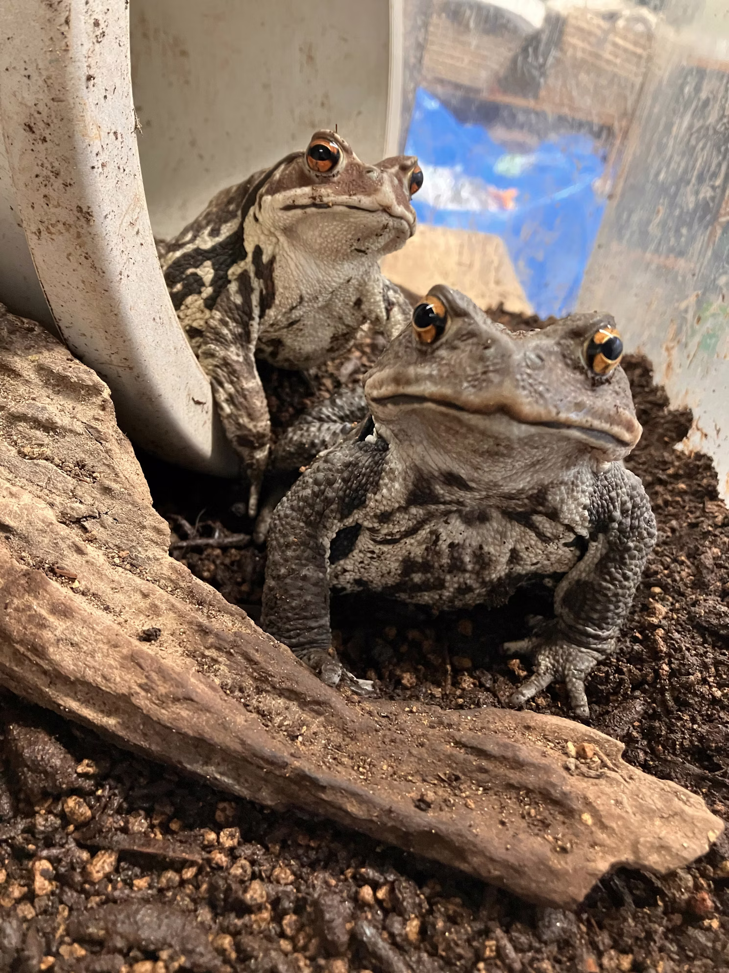 ヒキガエルの一生サバイバル！