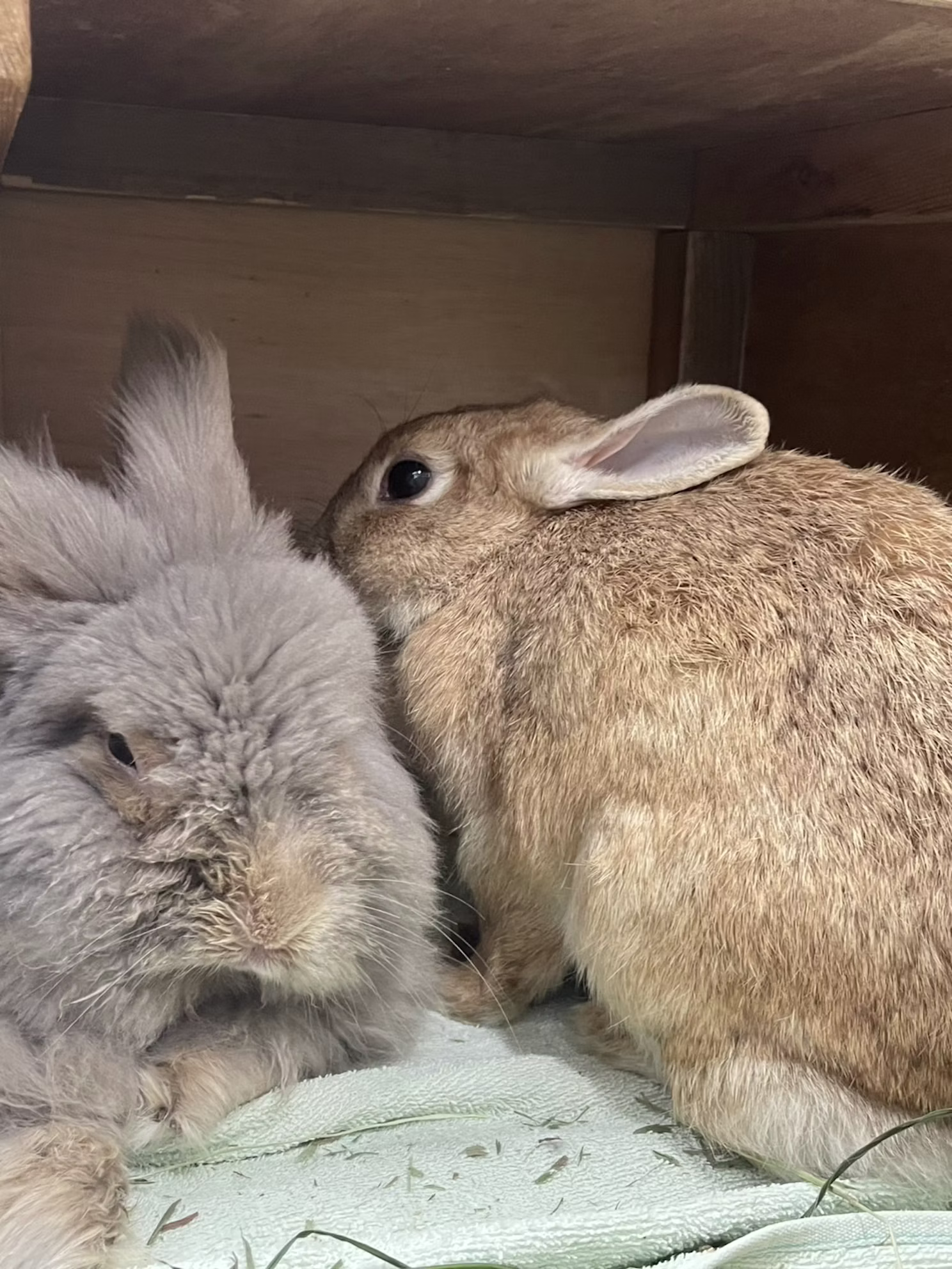 【訃報】クッキーありがとう