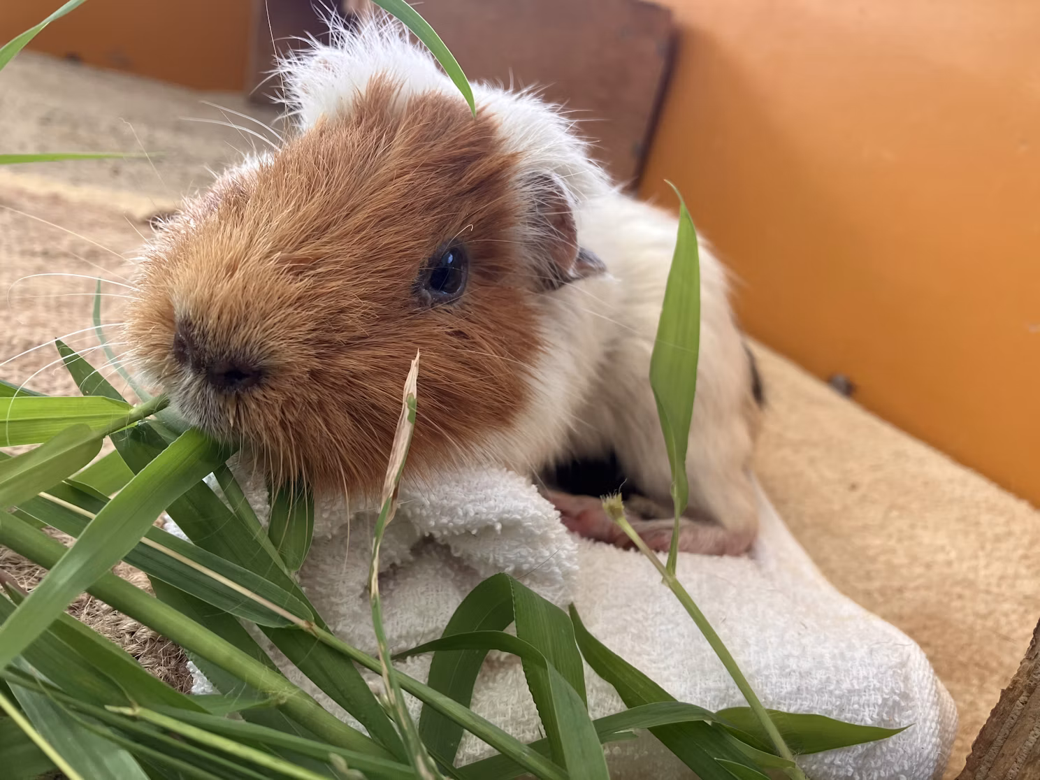 かんさつ広場のおばちゃんたち