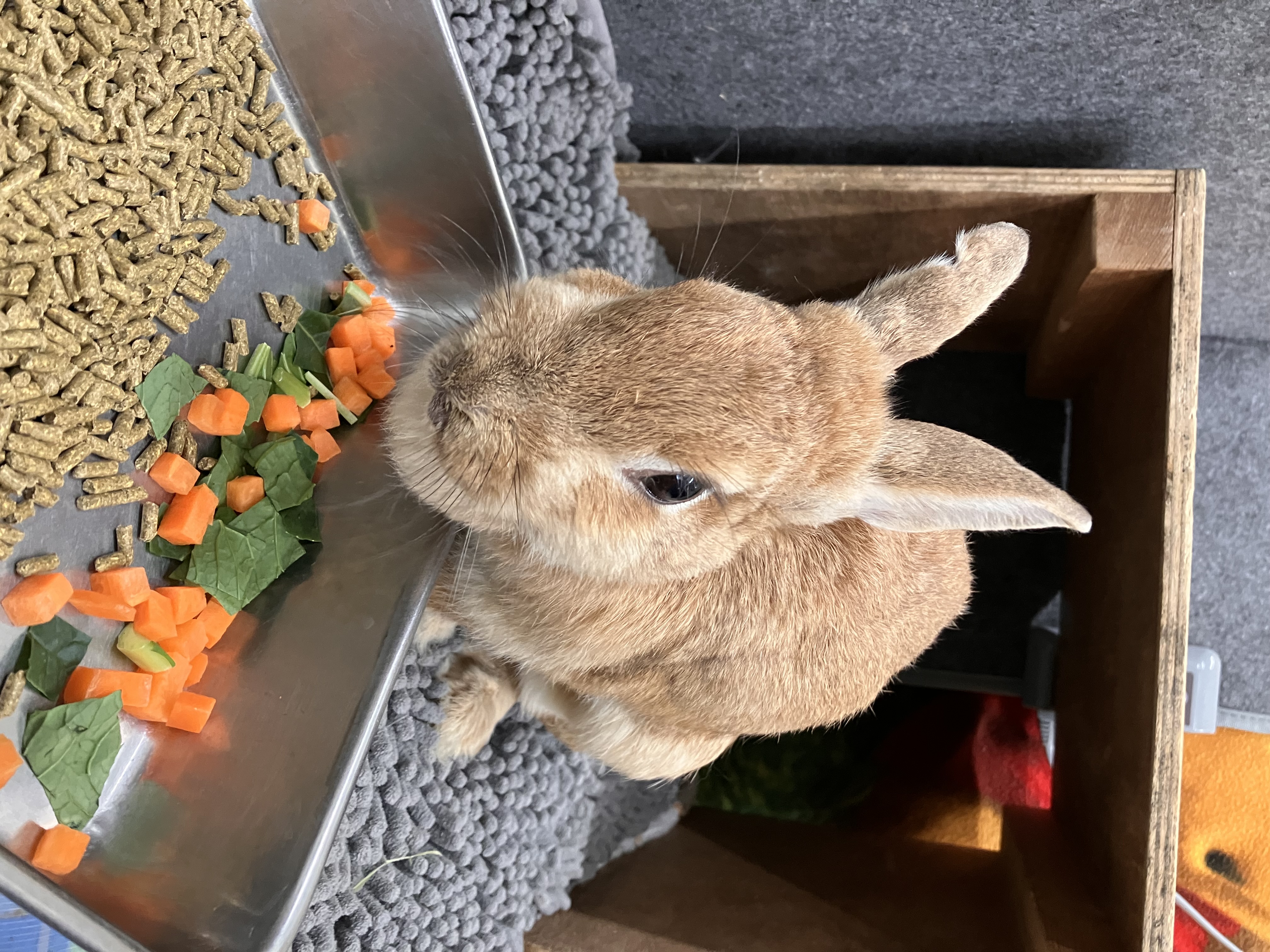 ウサギのクッキーについて