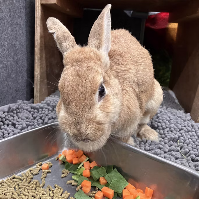 ウサギのクッキーについて