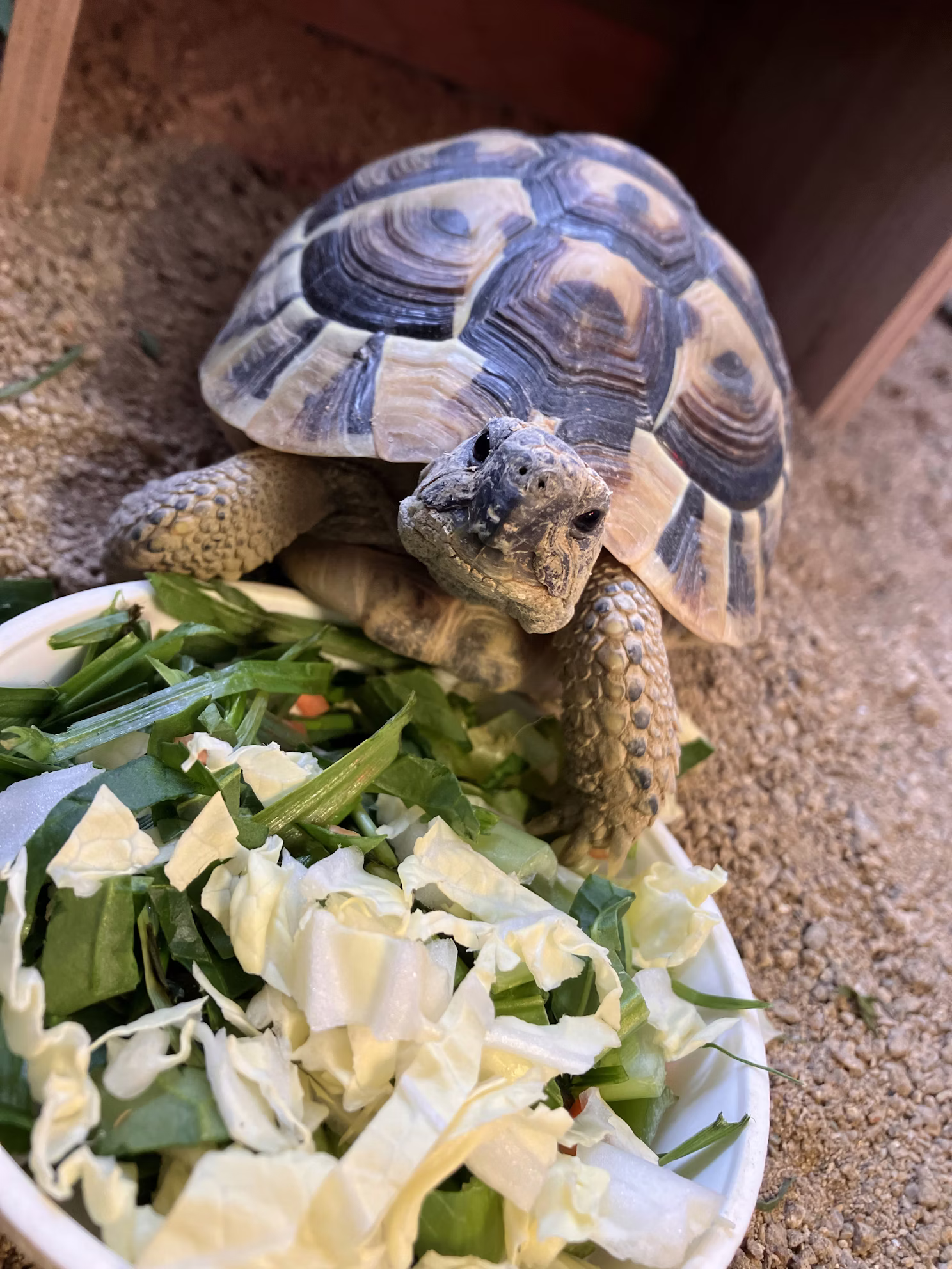 キング！実は・・・！