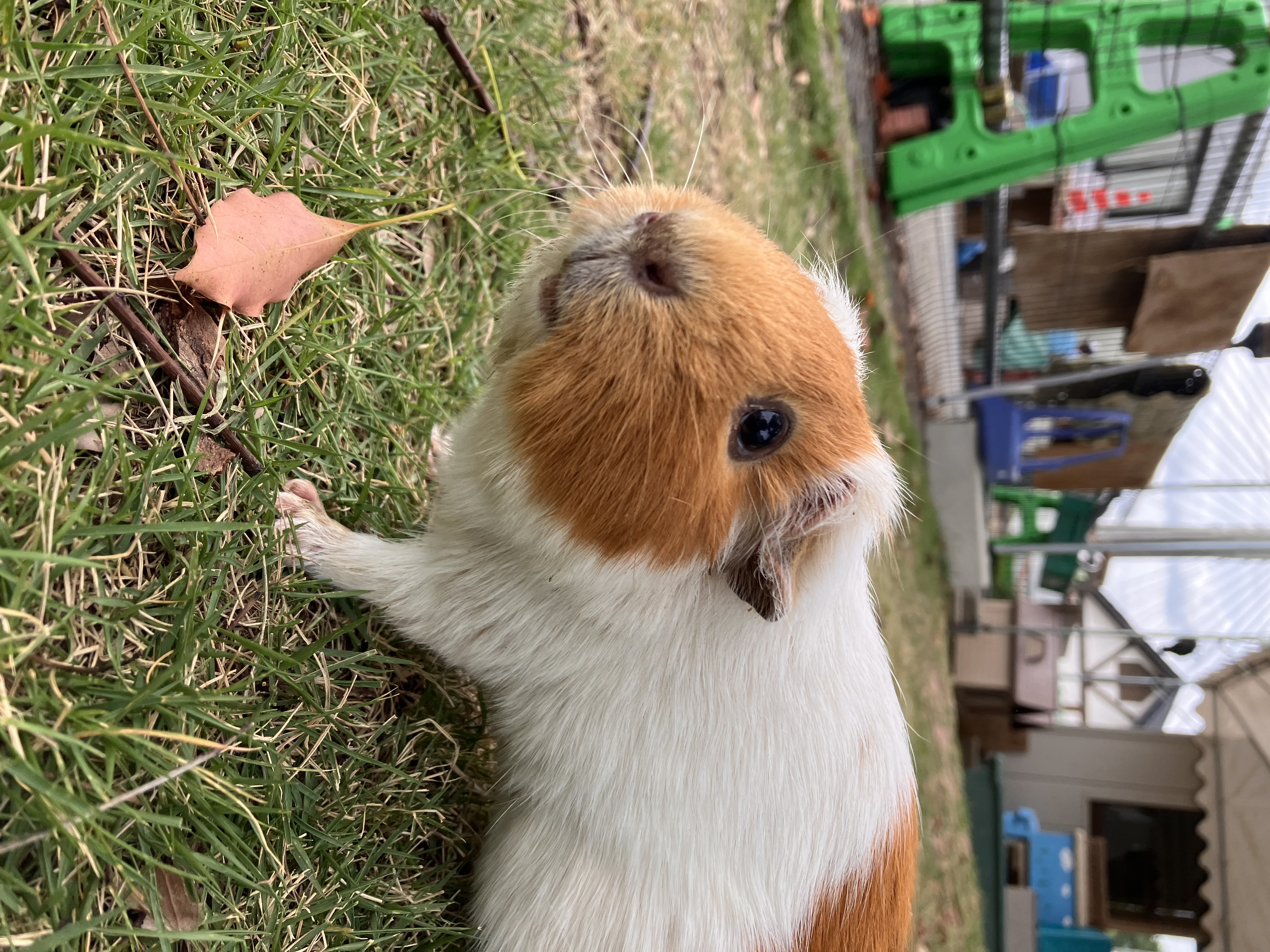 かんさつ広場のおばちゃんたち