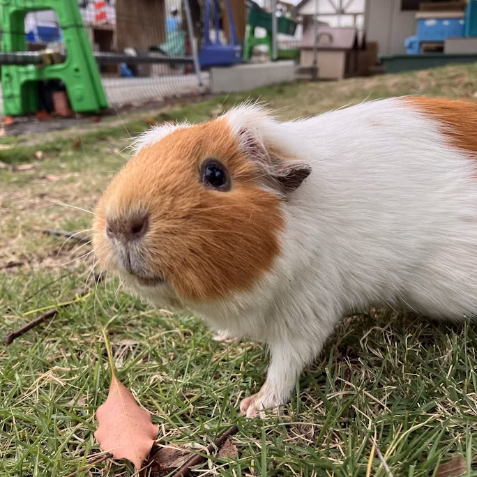 かんさつ広場のおばちゃんたち