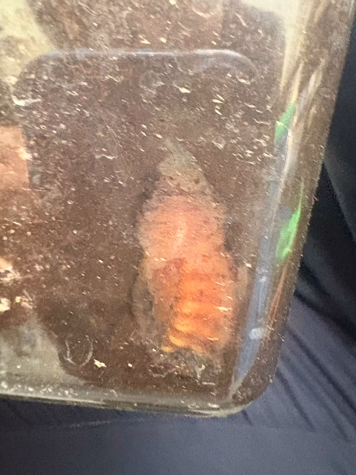 カブトムシたちをご紹介！