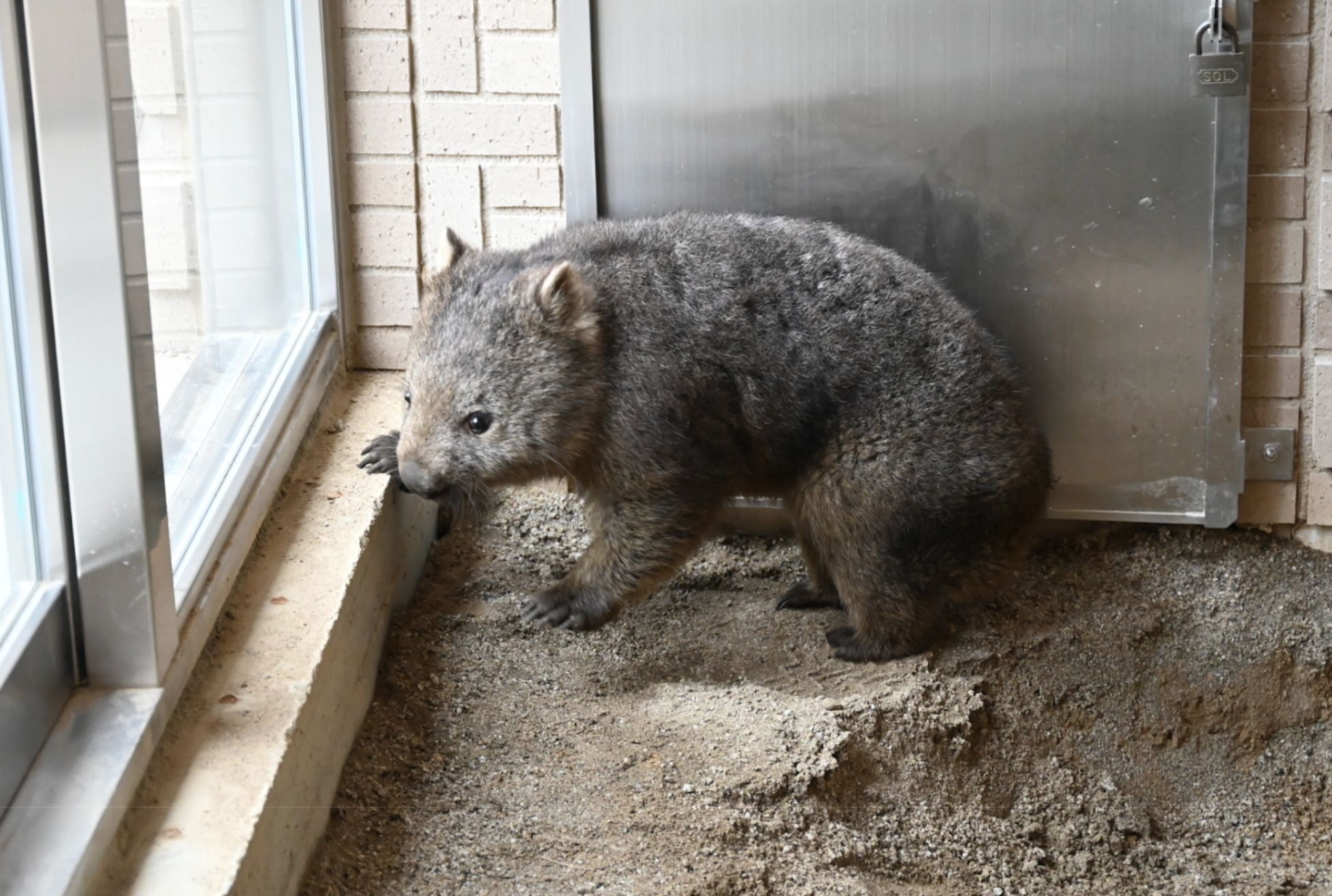 Satsukiyama DAYZOOに、2頭のウォンバットがやってきた！ | ブログ