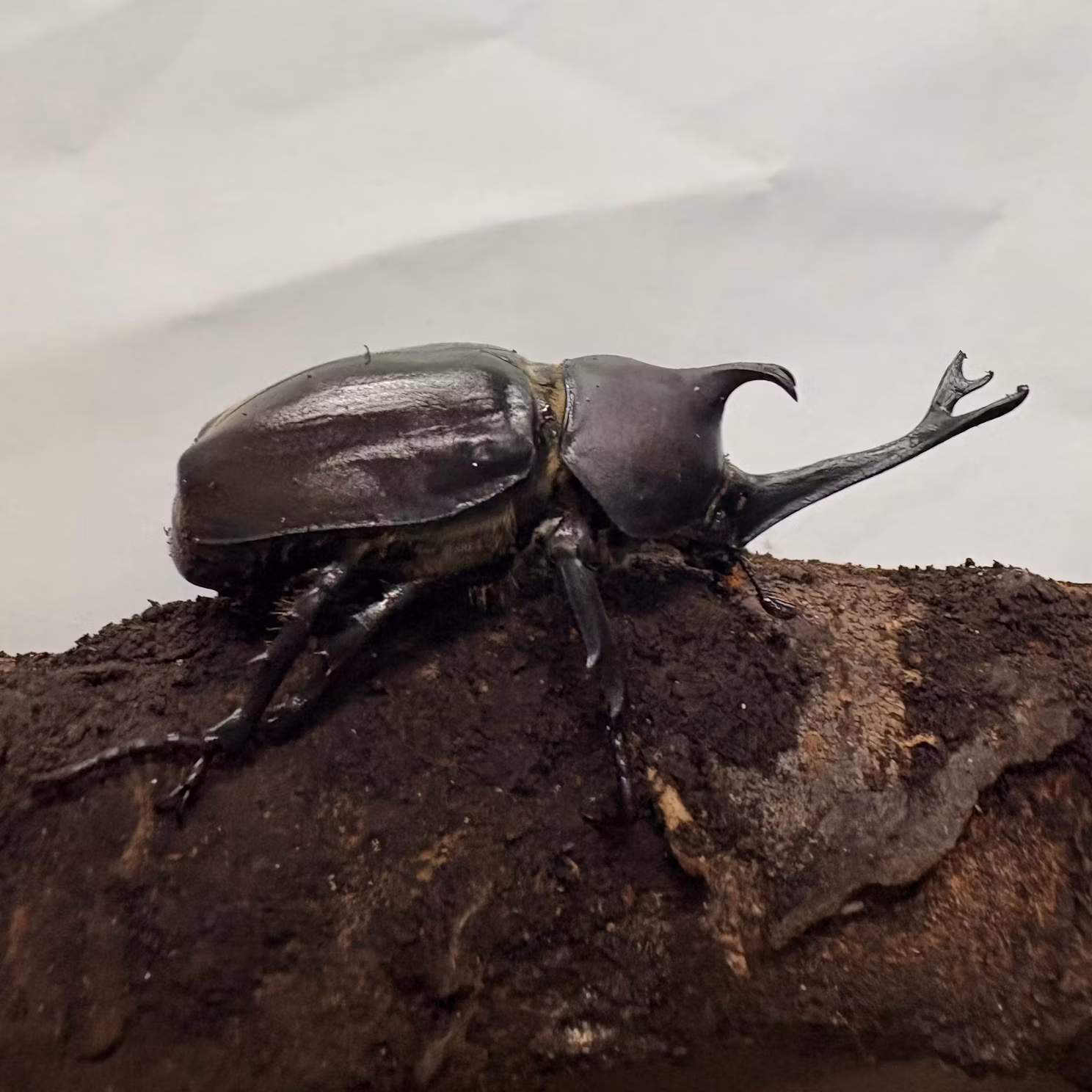 カブトムシたちをご紹介！