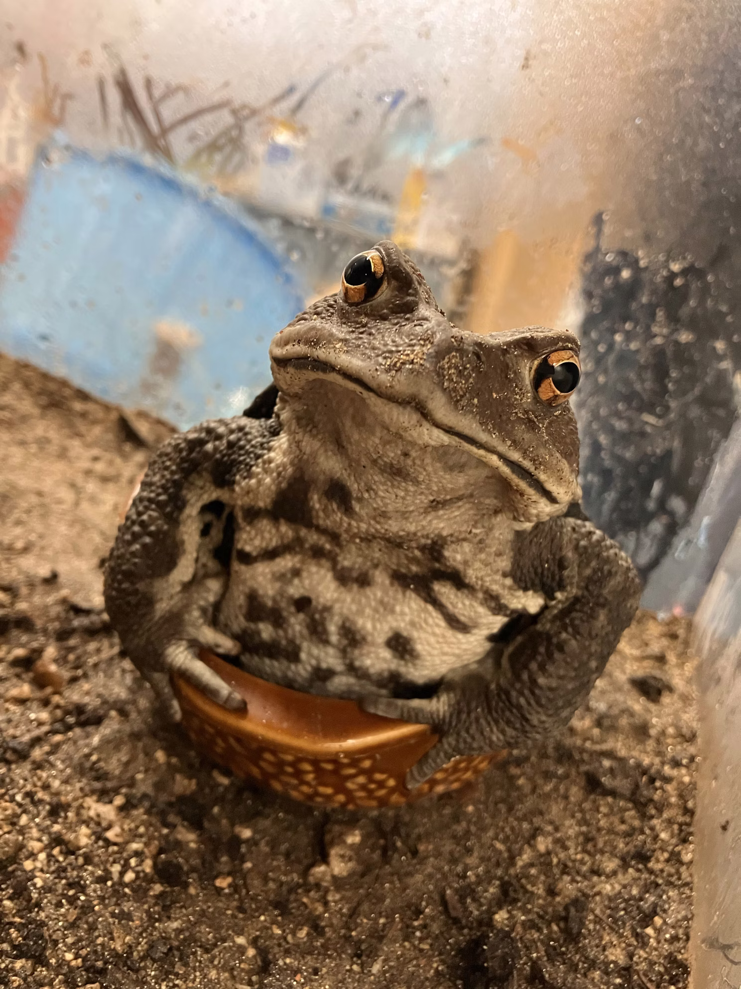 ヒキガエルの一生サバイバル！