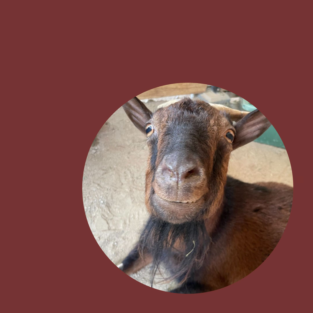 動物福祉ってなあに？