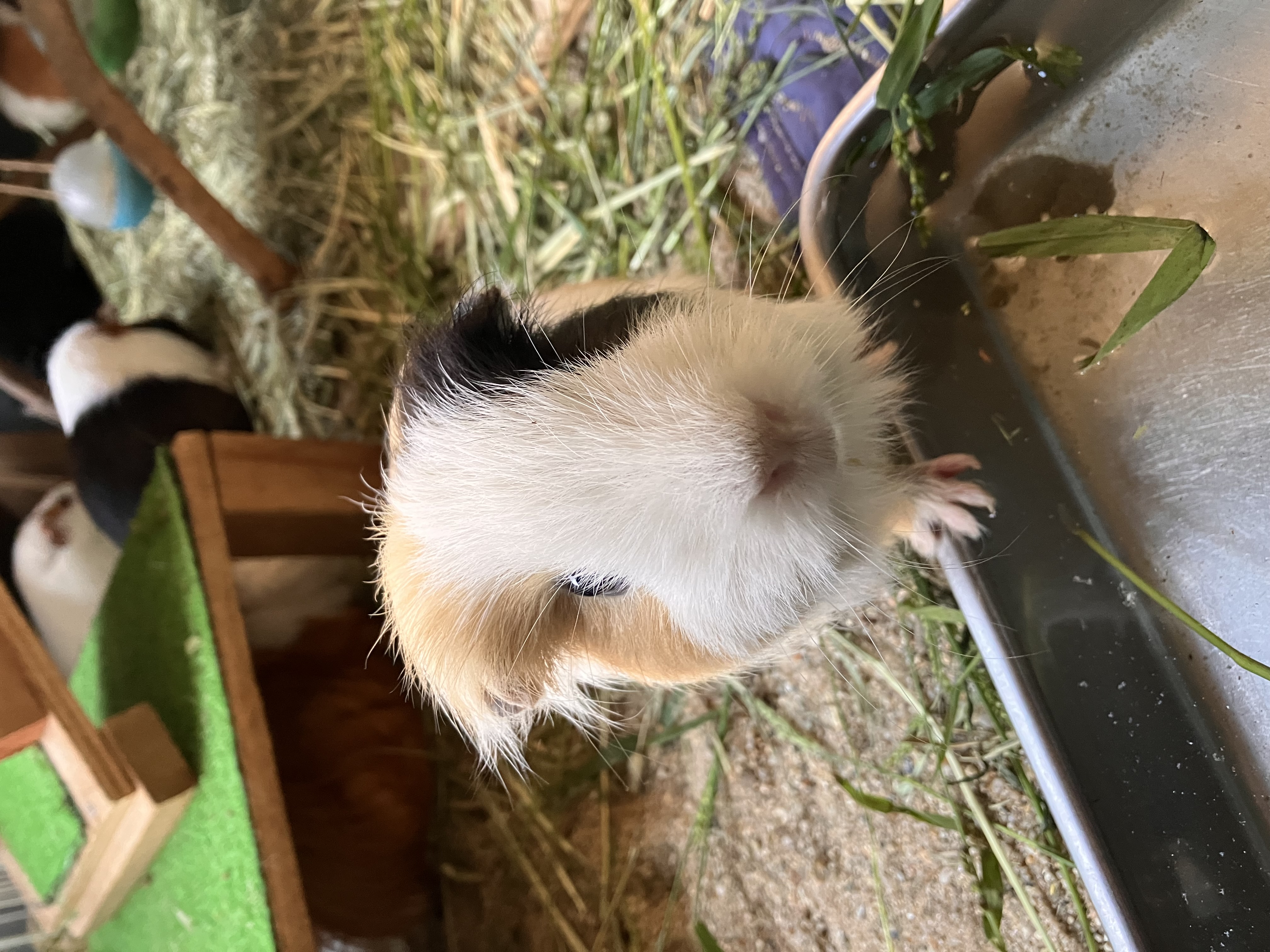 モルモットのモナカ