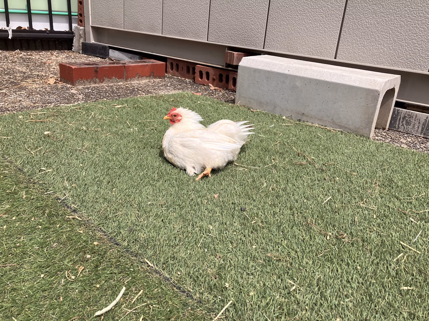 かんさつ広場のおばちゃんたち