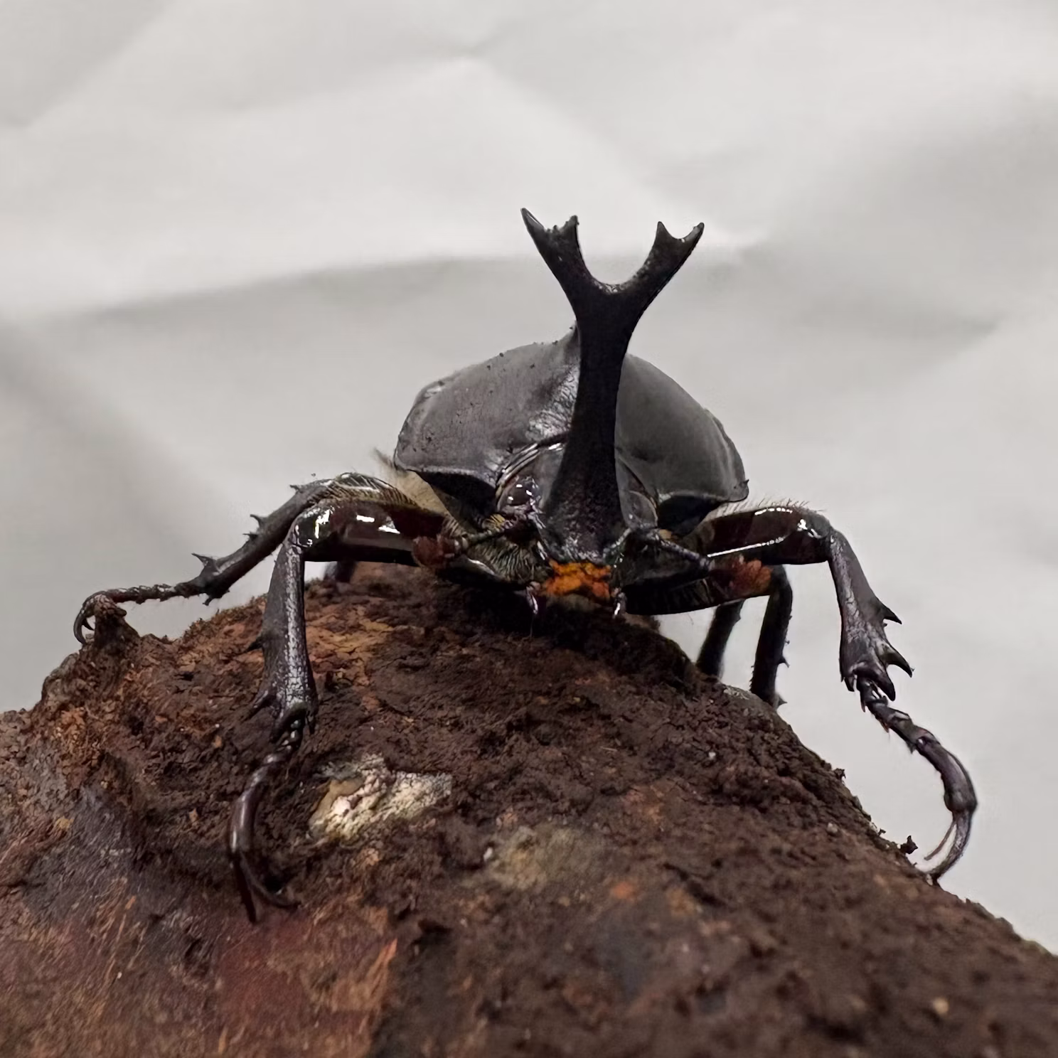 カブトムシたちをご紹介！