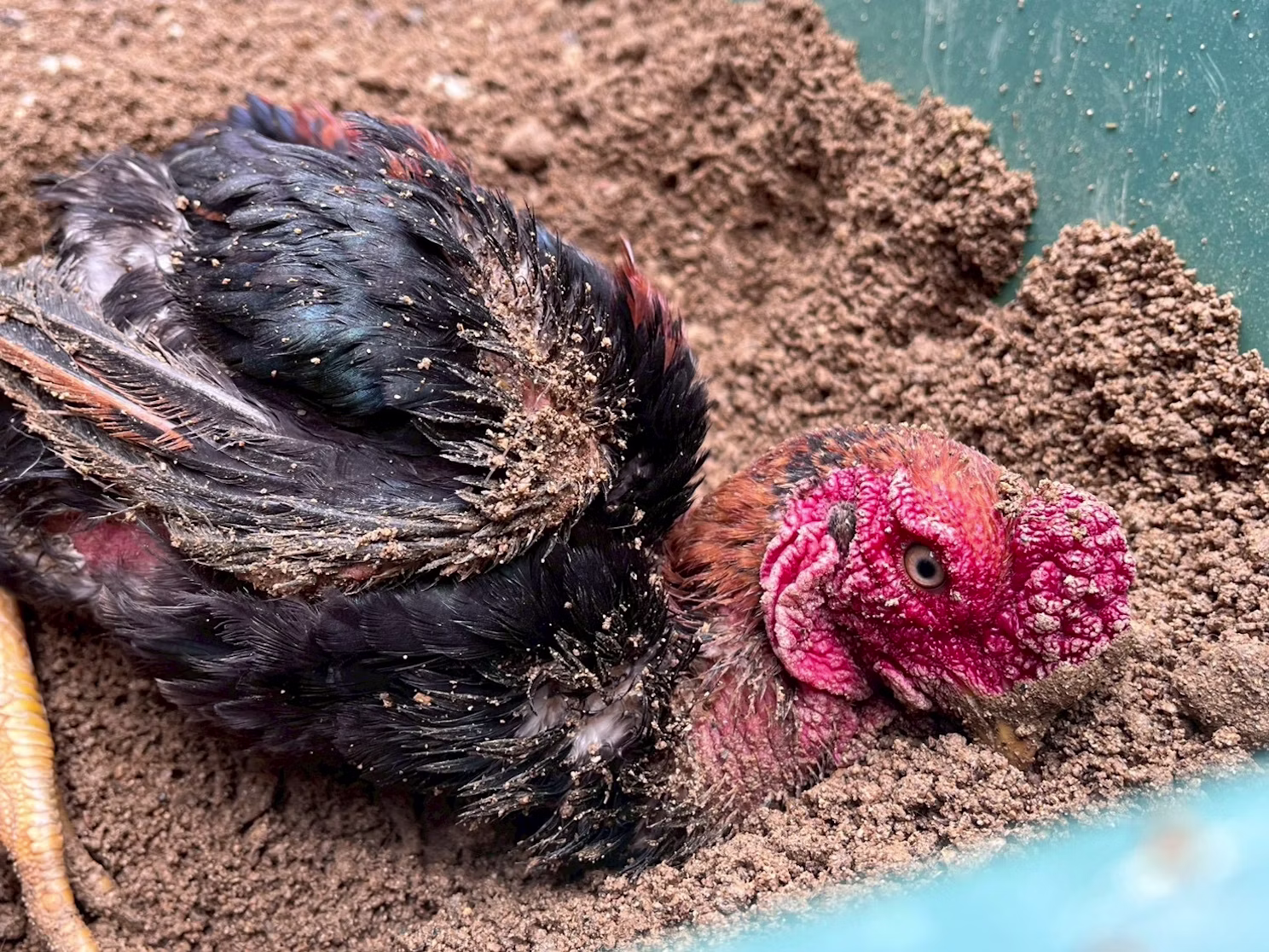 【訃報】ヒデヨシありがとう