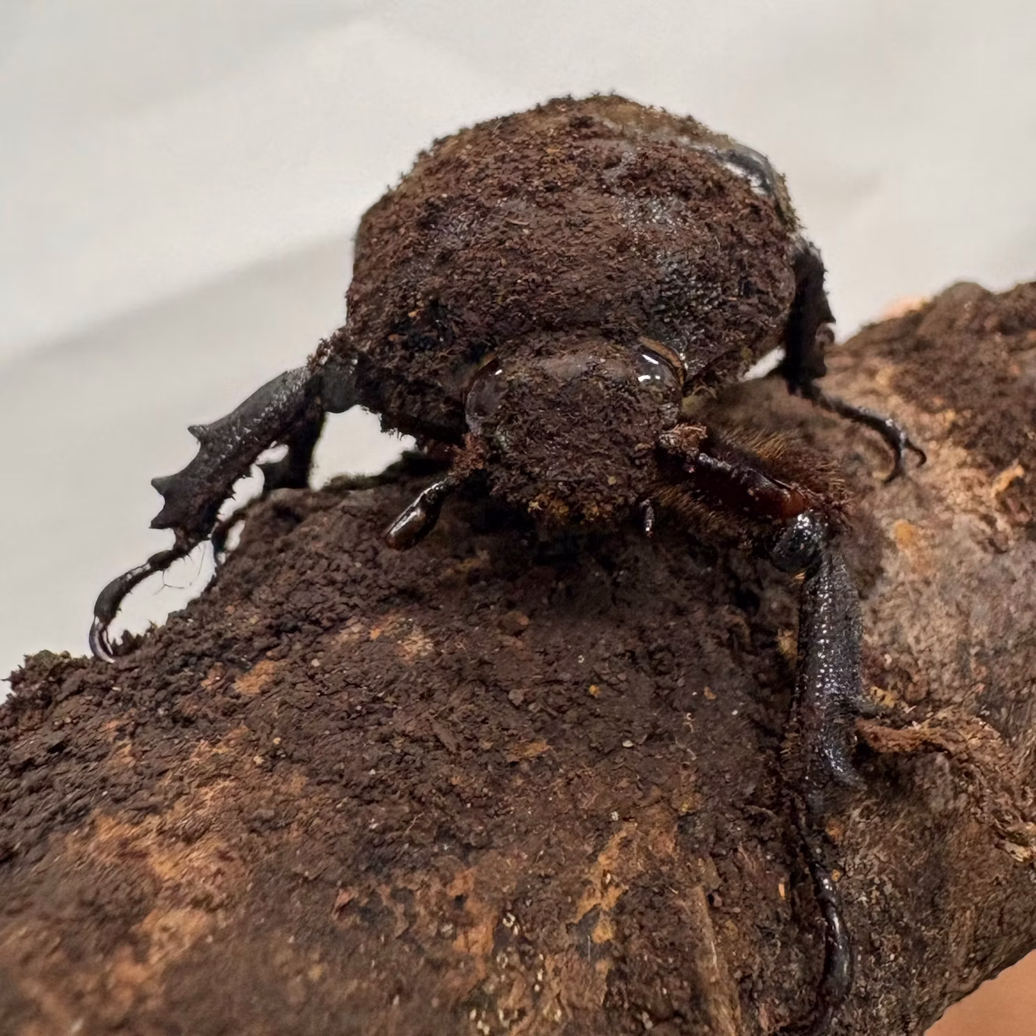 カブトムシたちをご紹介！