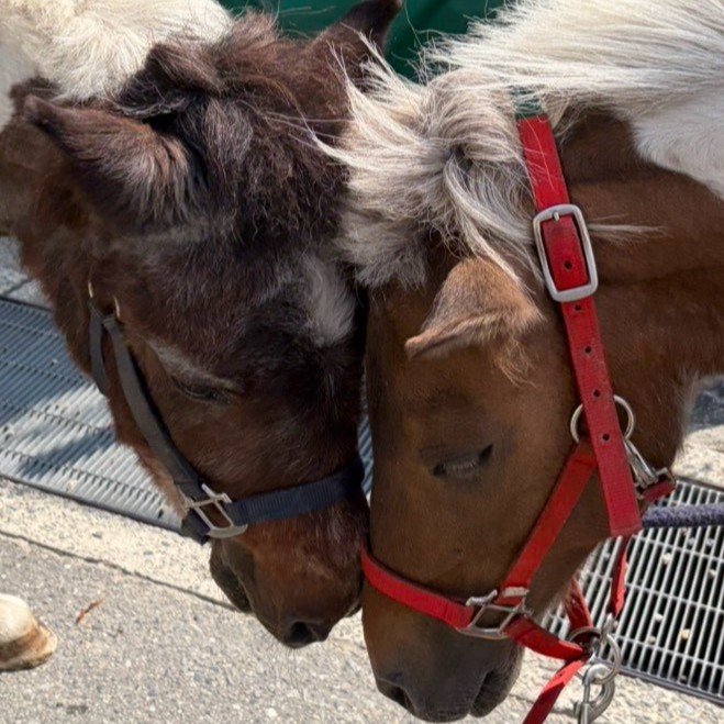 ポニーのテキサスについて
