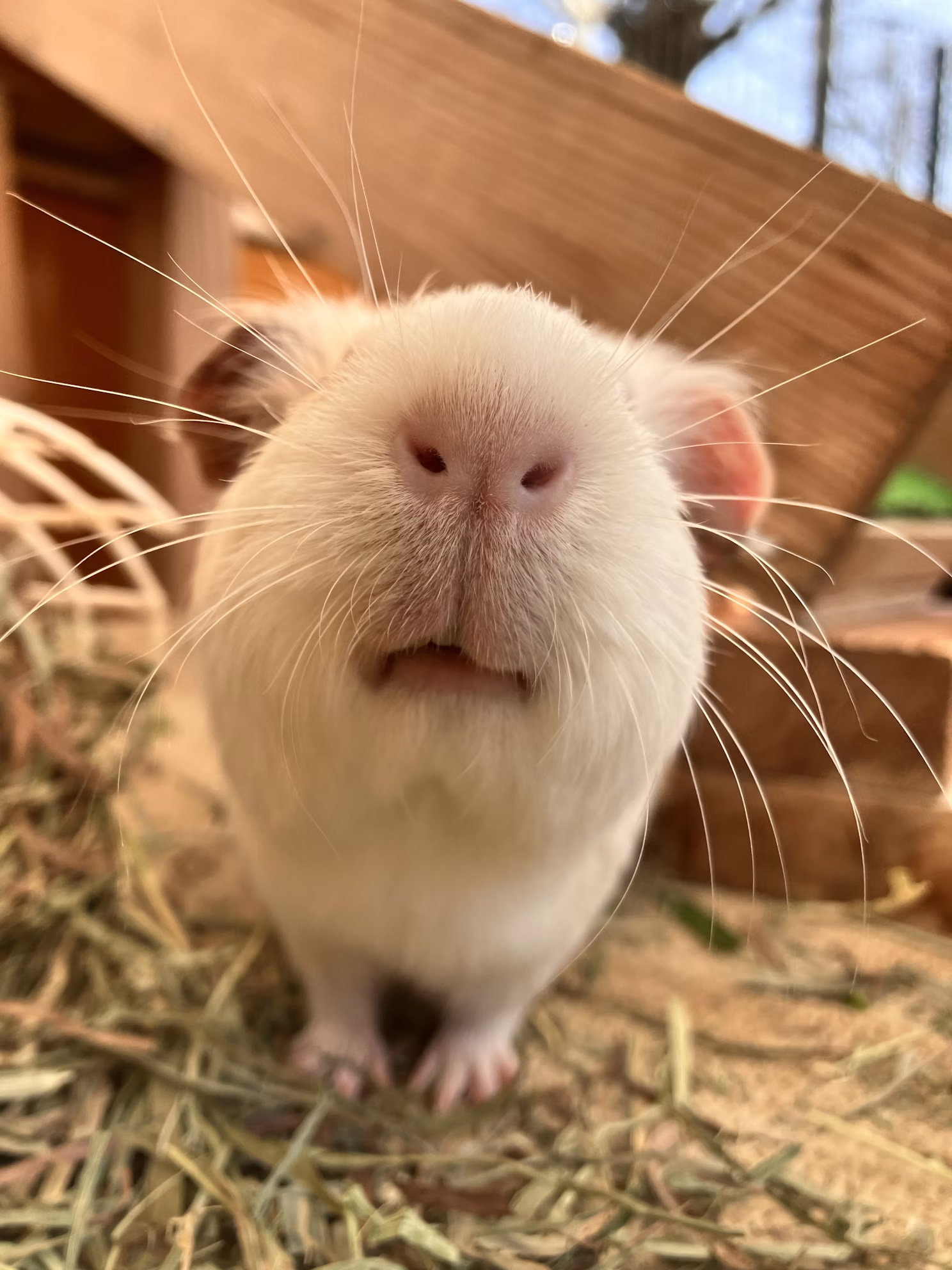 【訃報】おもちありがとう