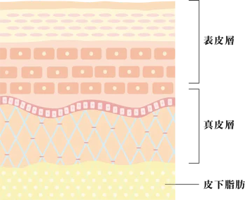 肌が生まれ変わる