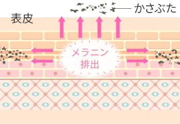 メラニンの排出