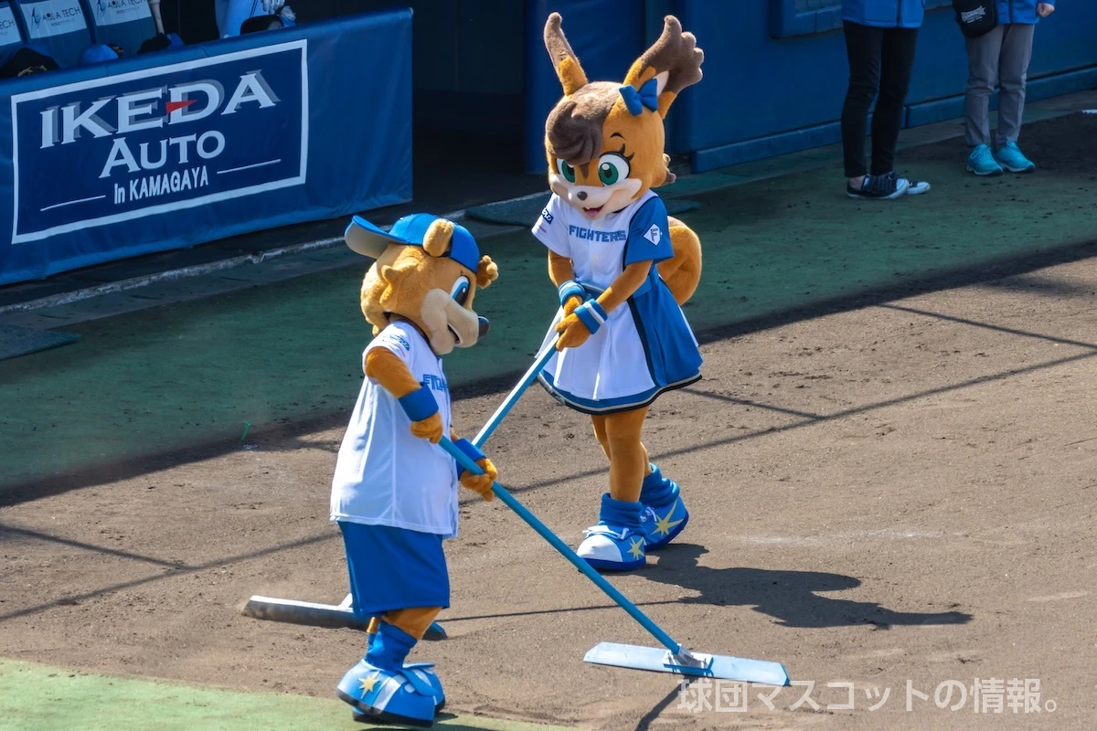 トンボを使ってグラウンドを整備する北海道日本ハムファイターズのポリー・ポラリスさんと、カビー（C・B）さん