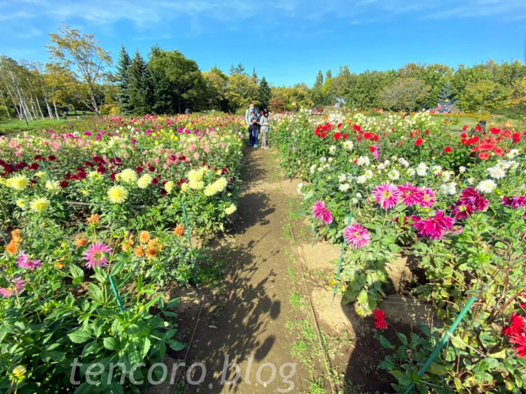 札幌　公園　百合が原　大型　花畑